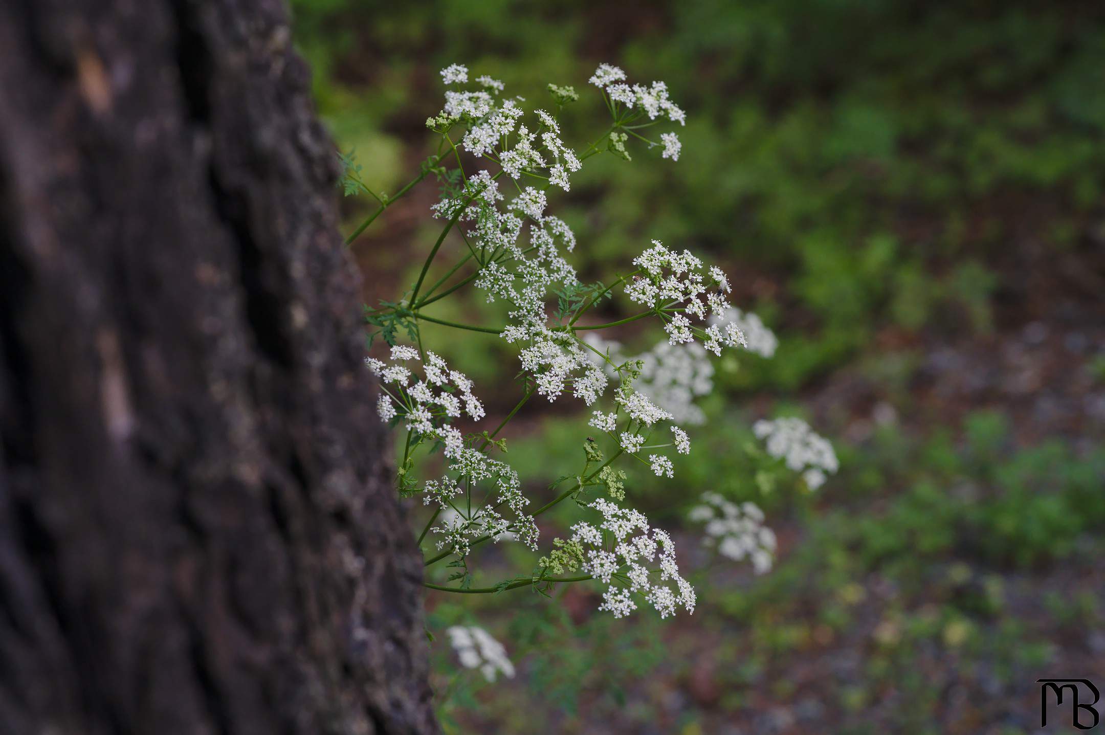 White flowers behind tree