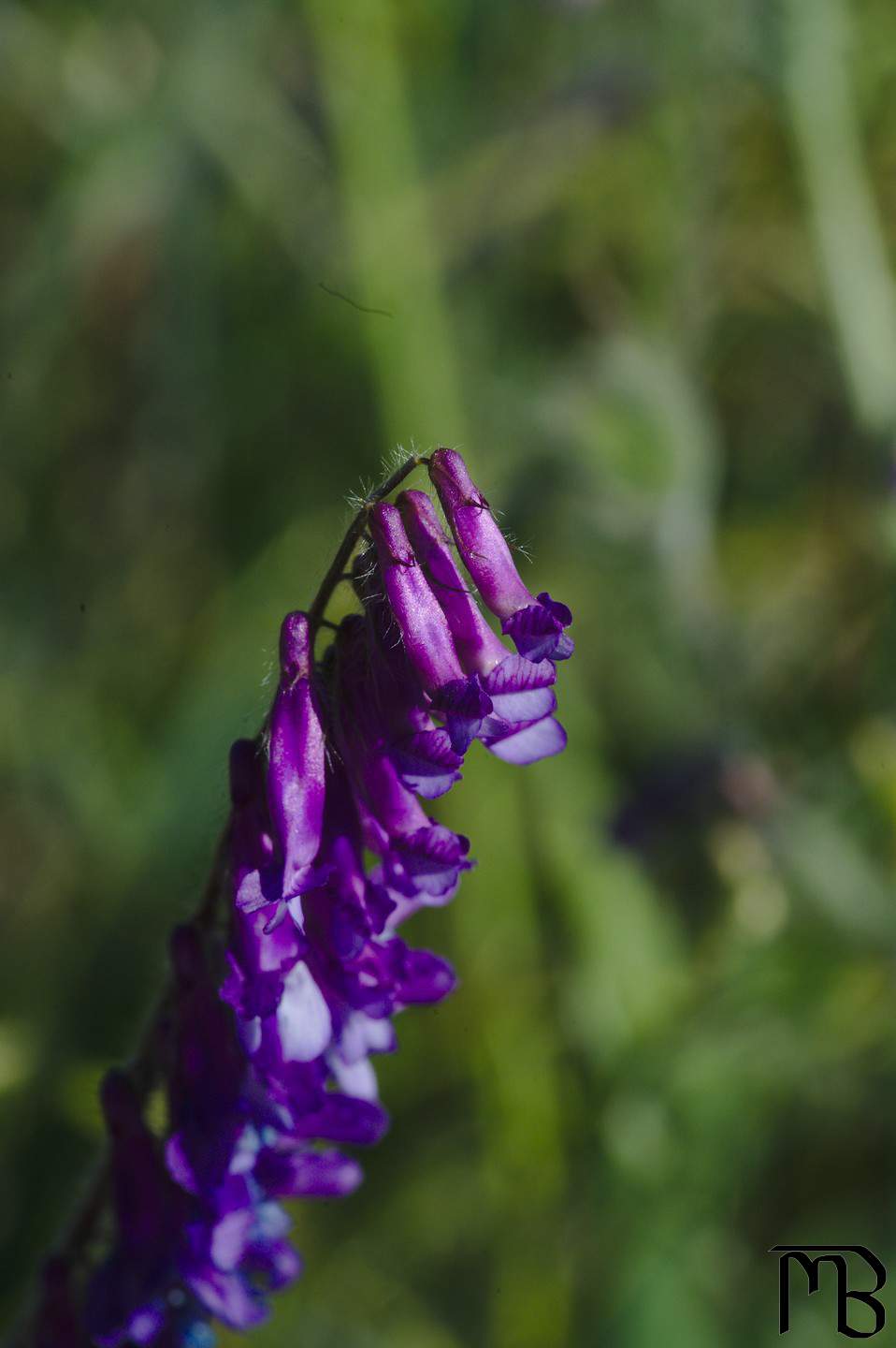 Purple flowers in front of bush