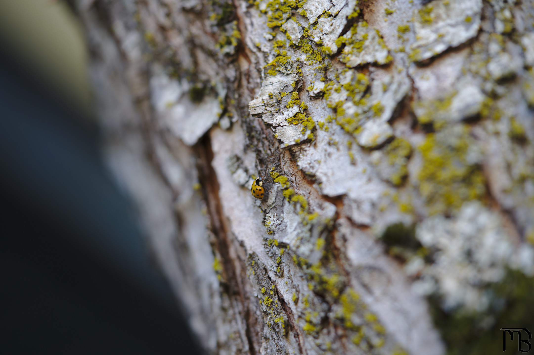 Ladybug on bark