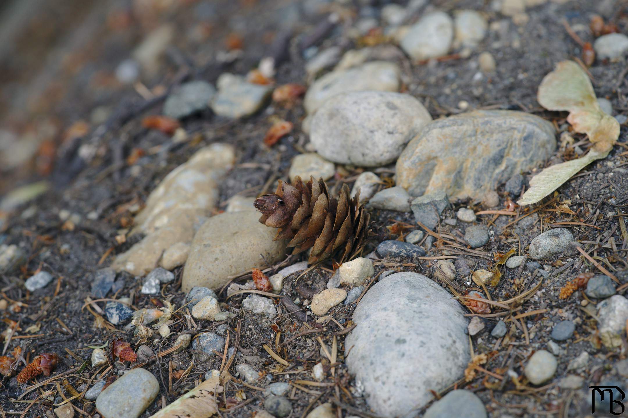 Pinecone on stones