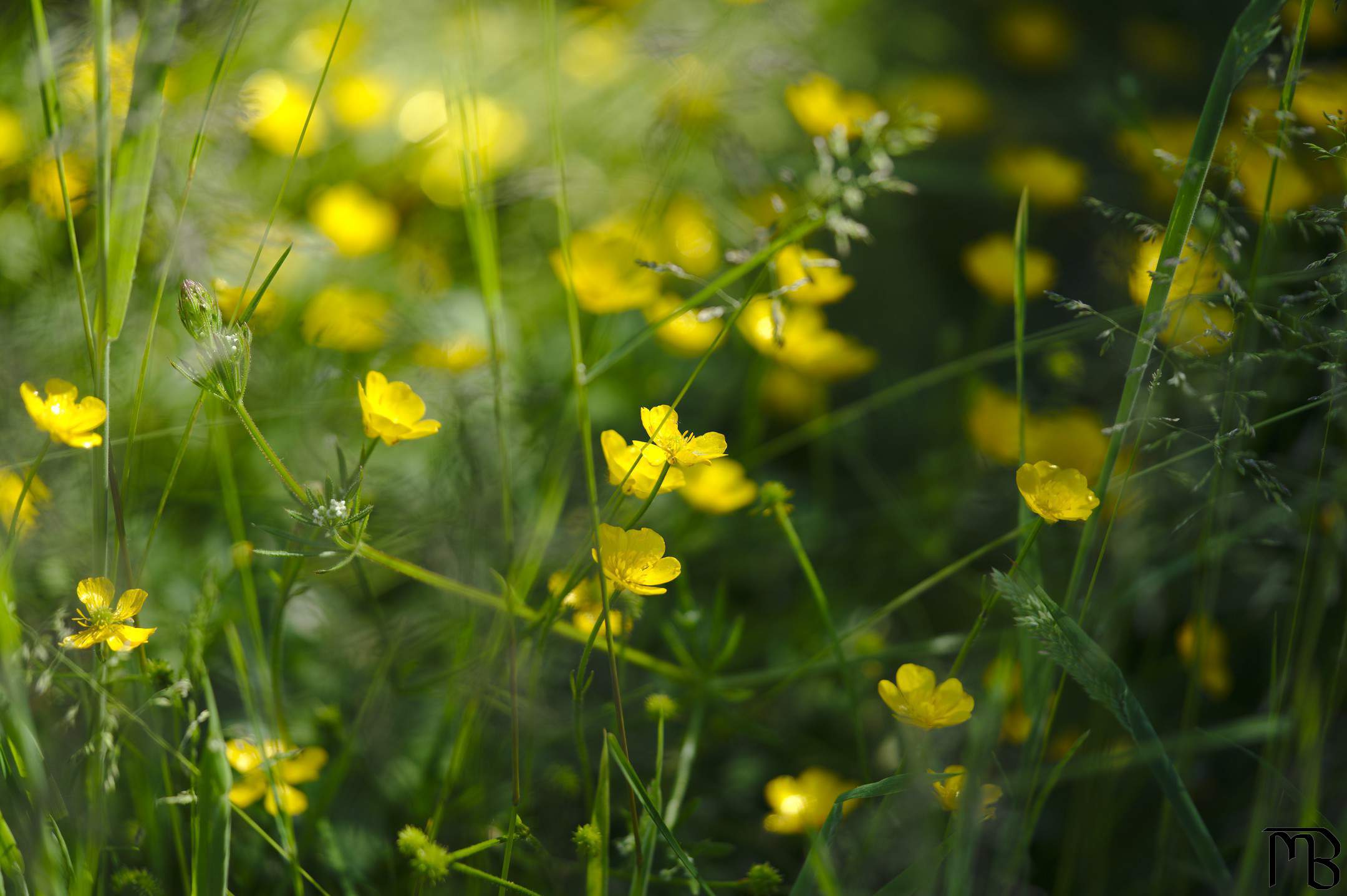 Bush of yellow flowers