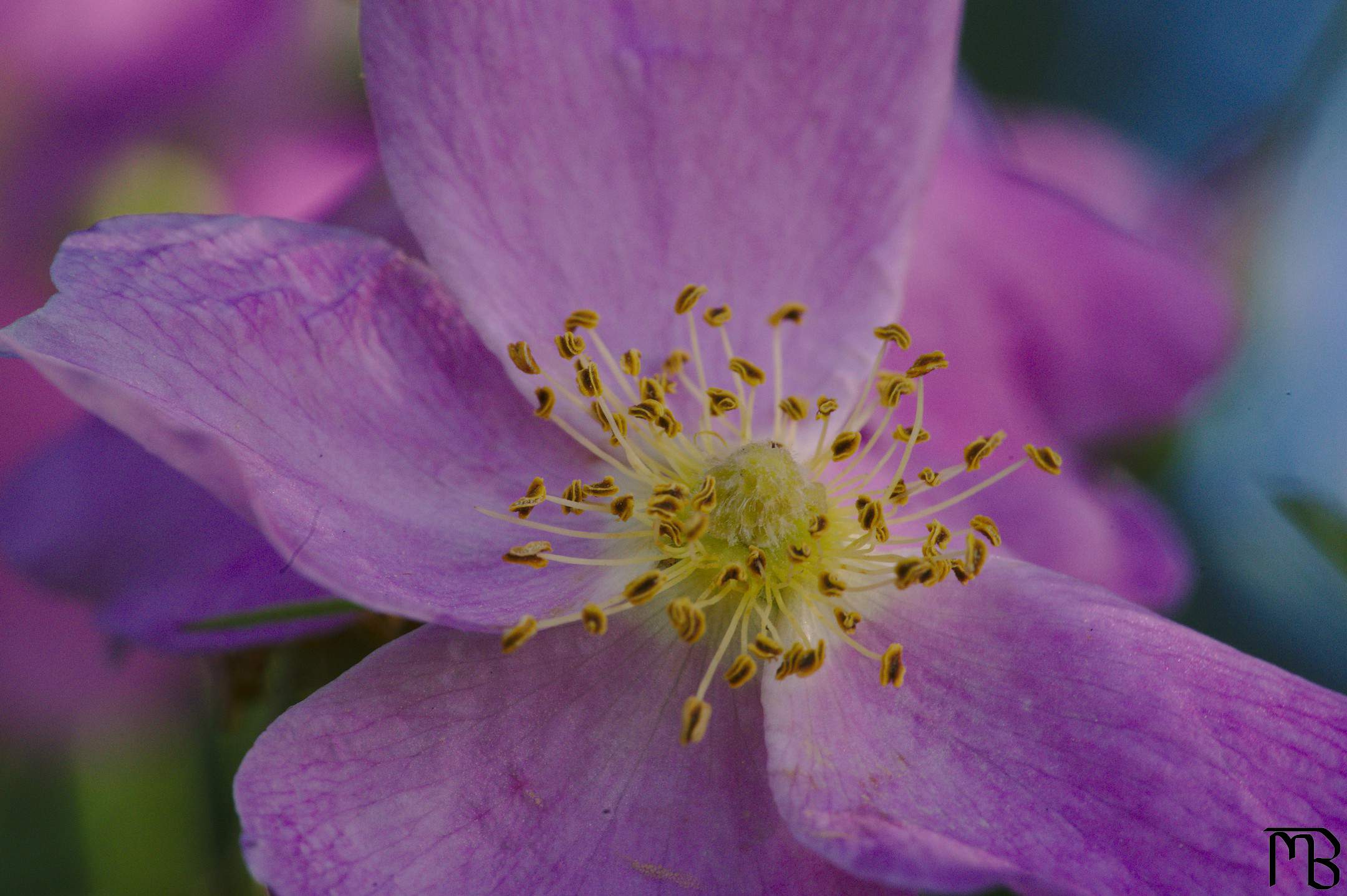 Up close pink flower