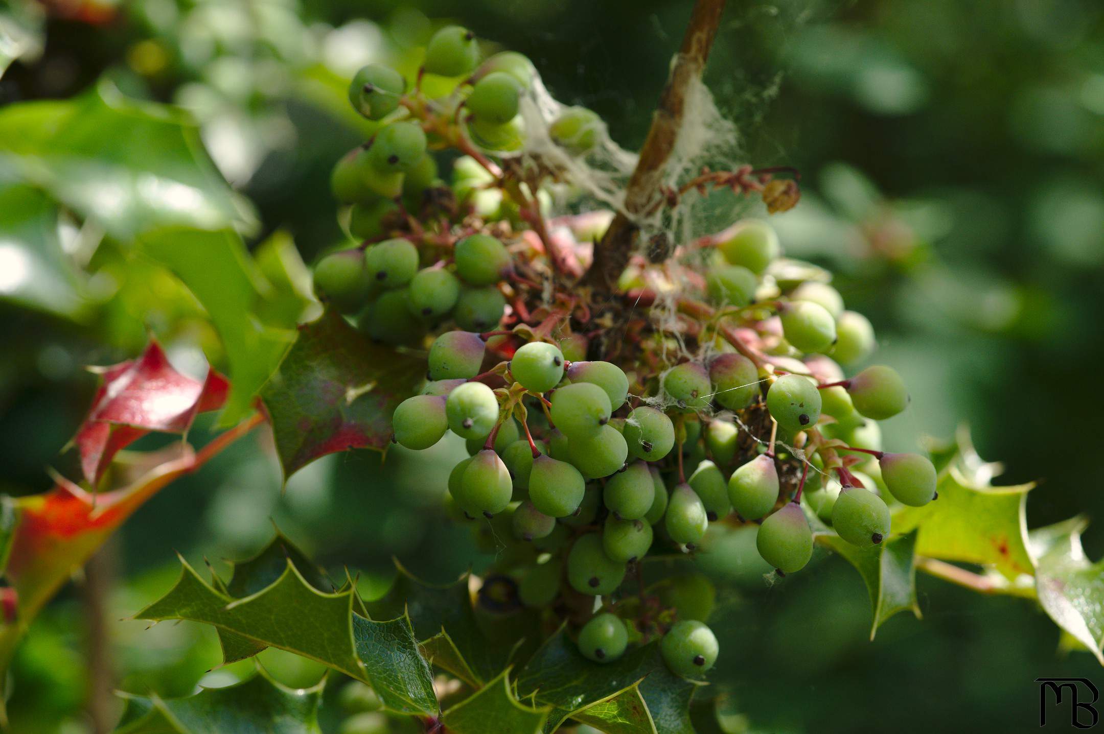 Green grapes in bush