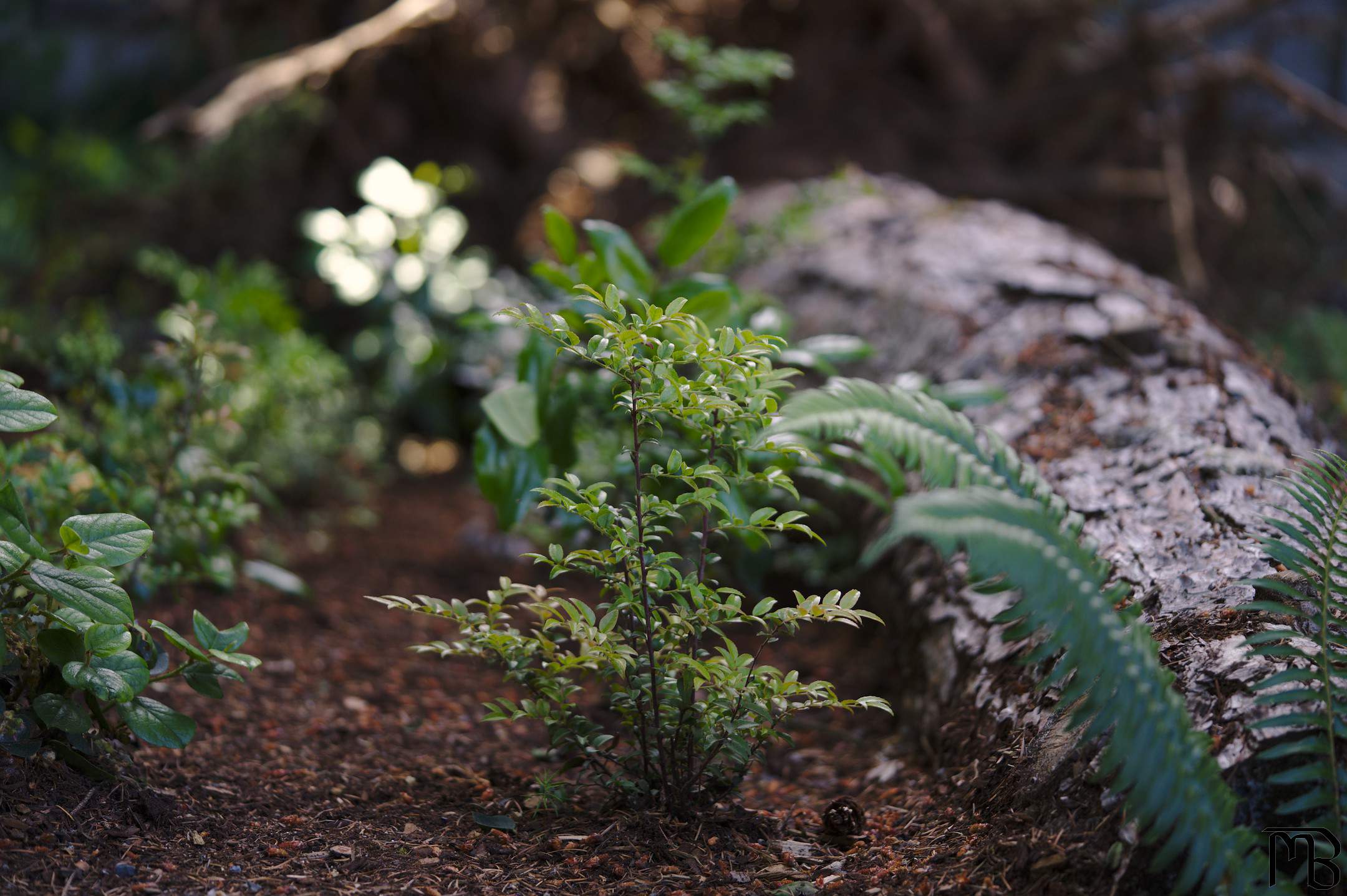 Plant near downed tree