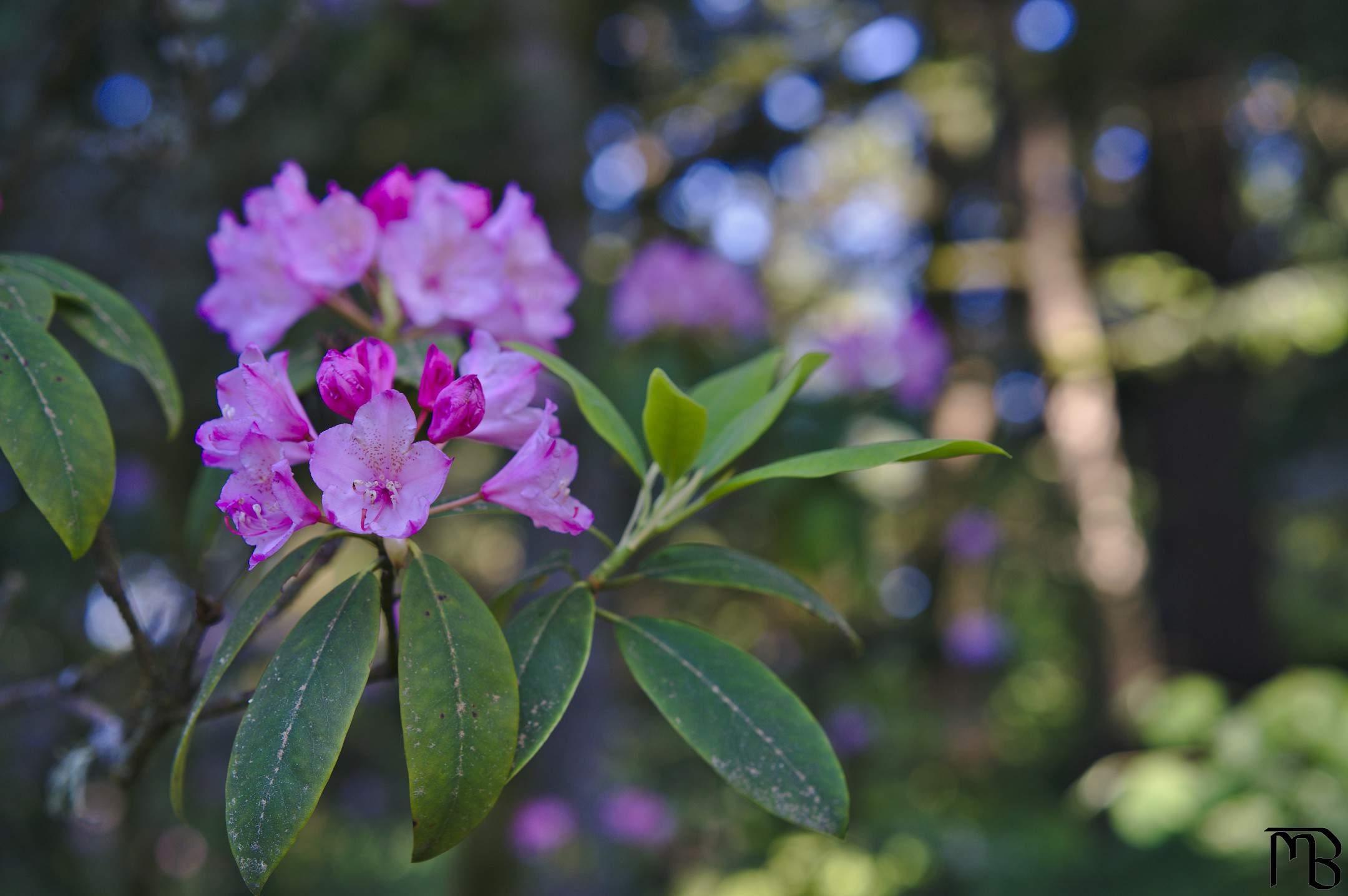 Pink flowers in tree