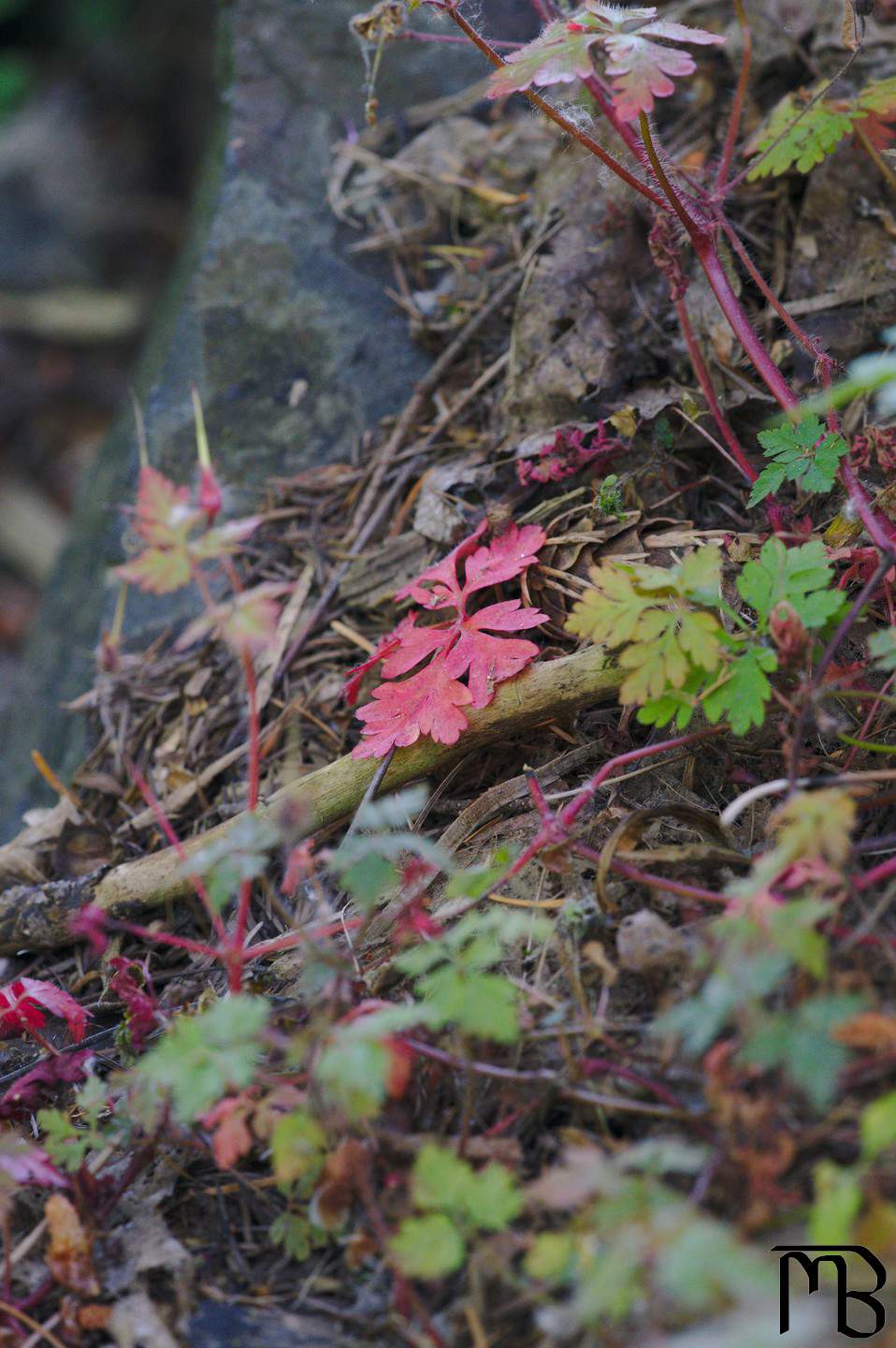 Red leaf on ground