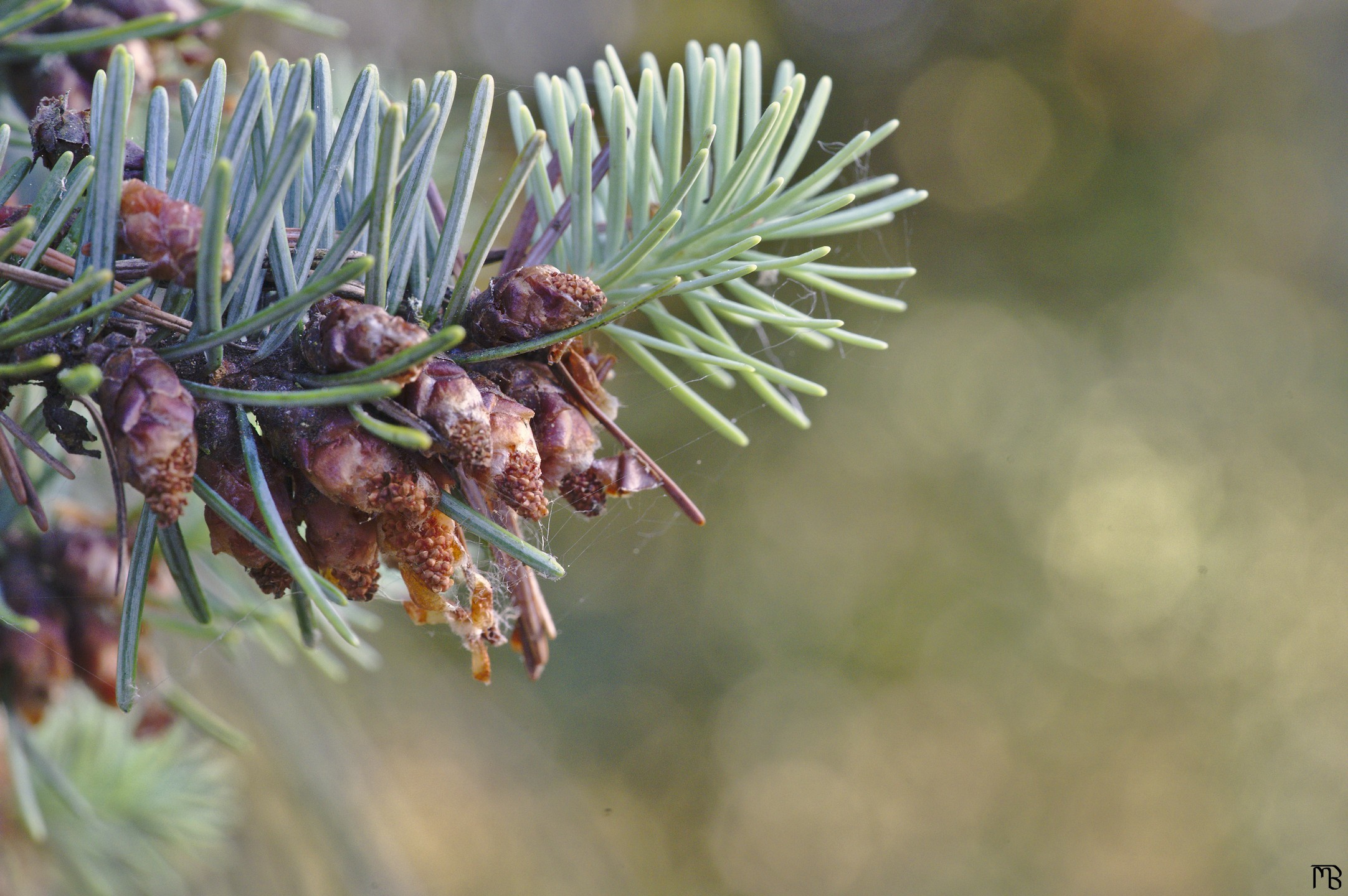 Pine tree branch