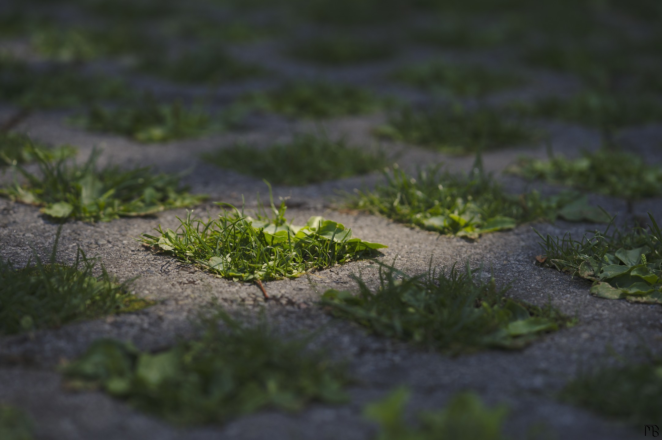 Sun on shadowed grass path