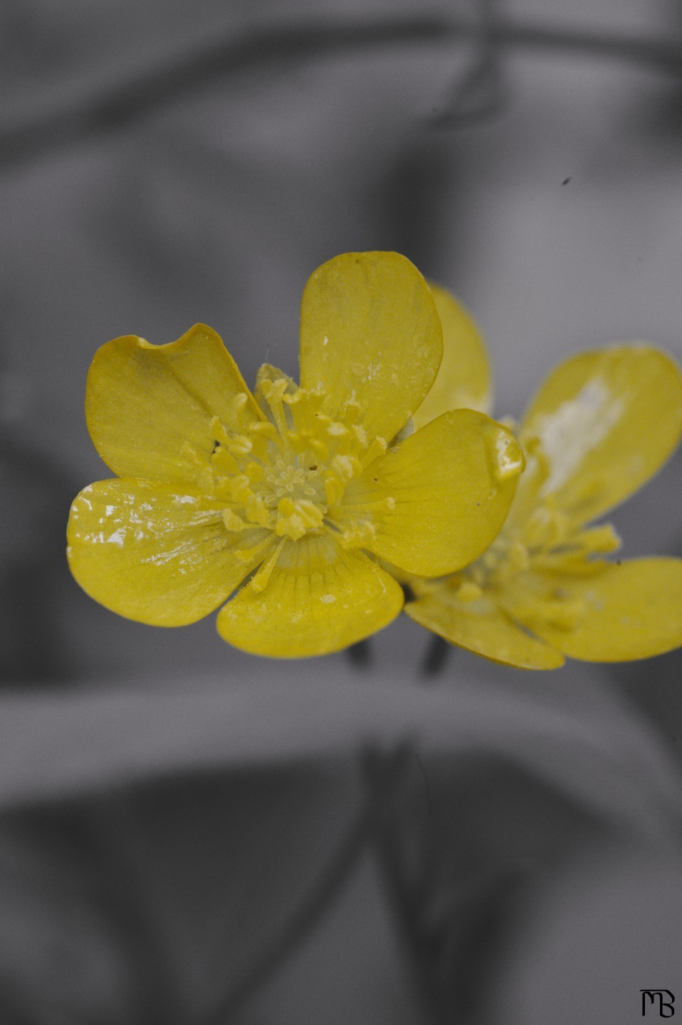 Yellow flower on black and white background