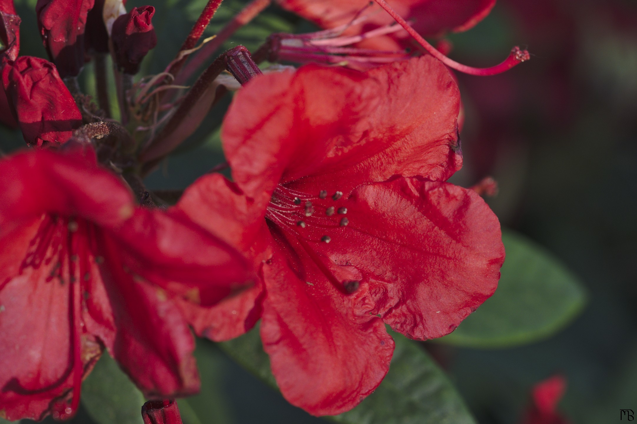 Red flower on bush