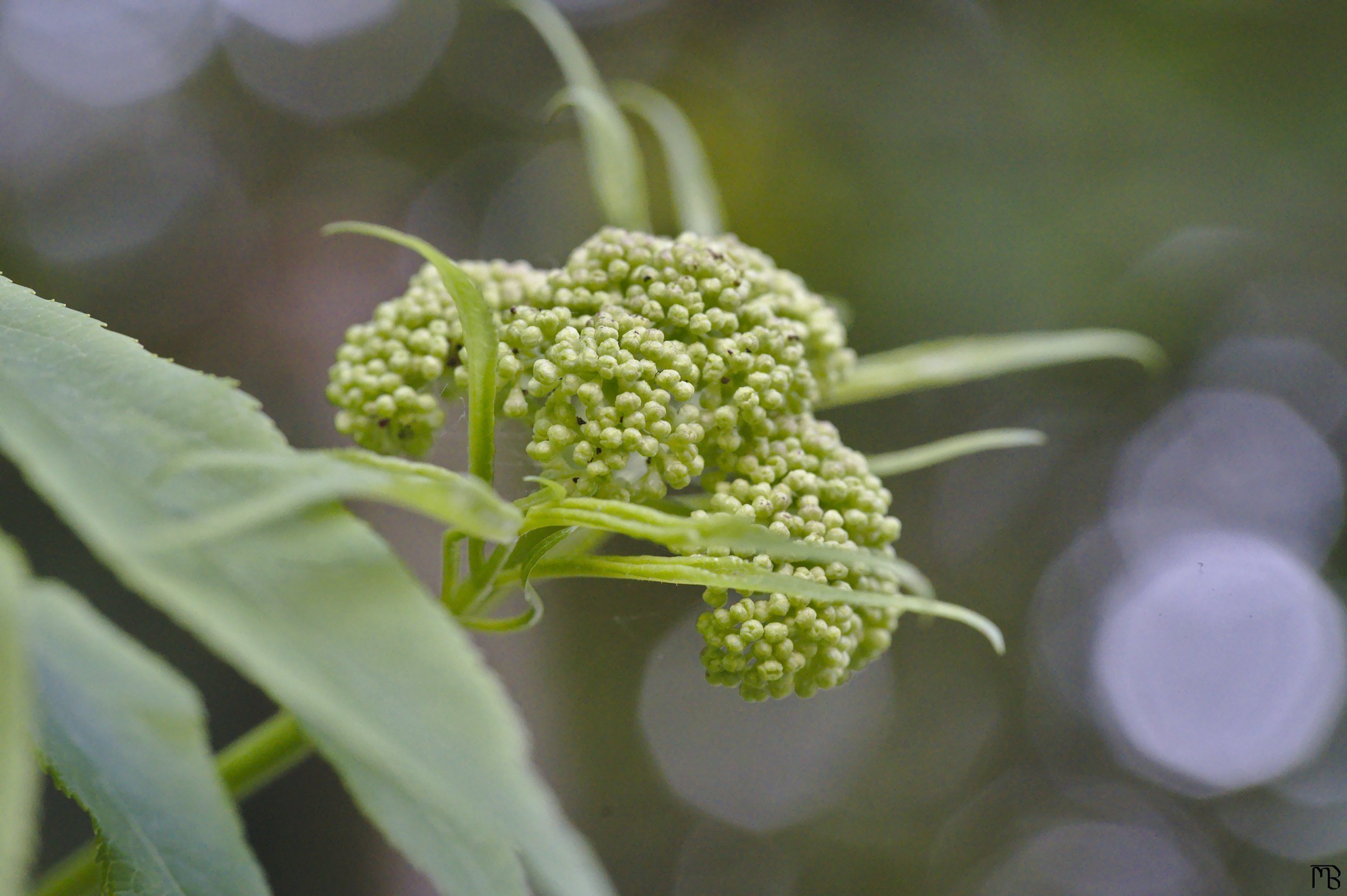 Green plant on bush