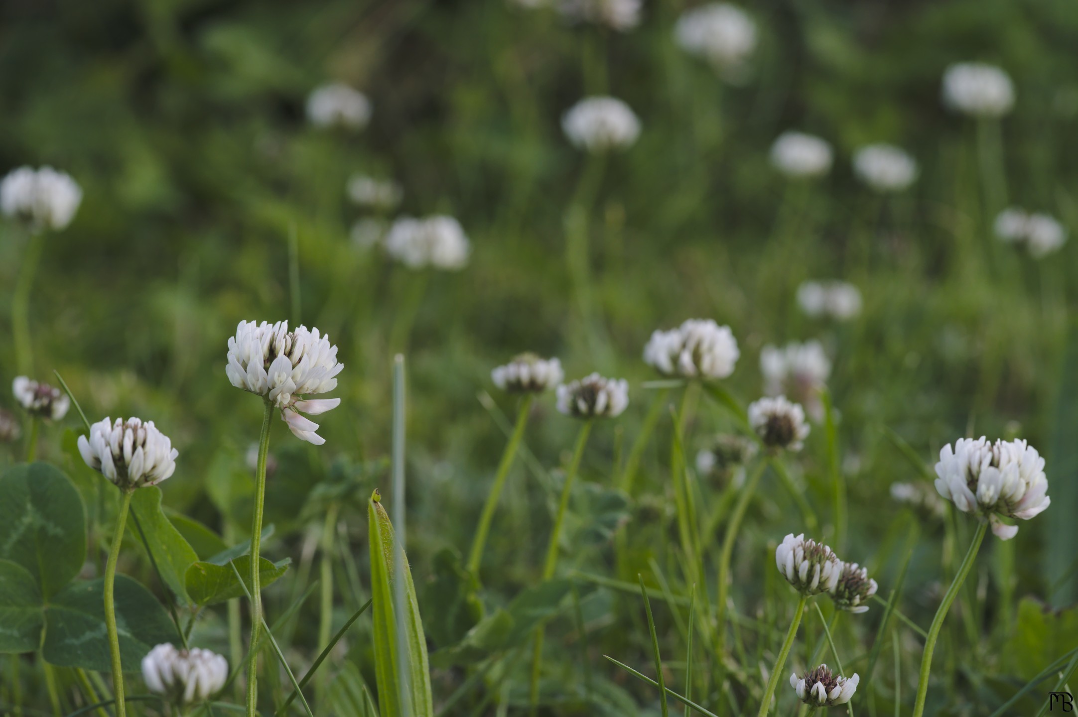 Field of white flowers