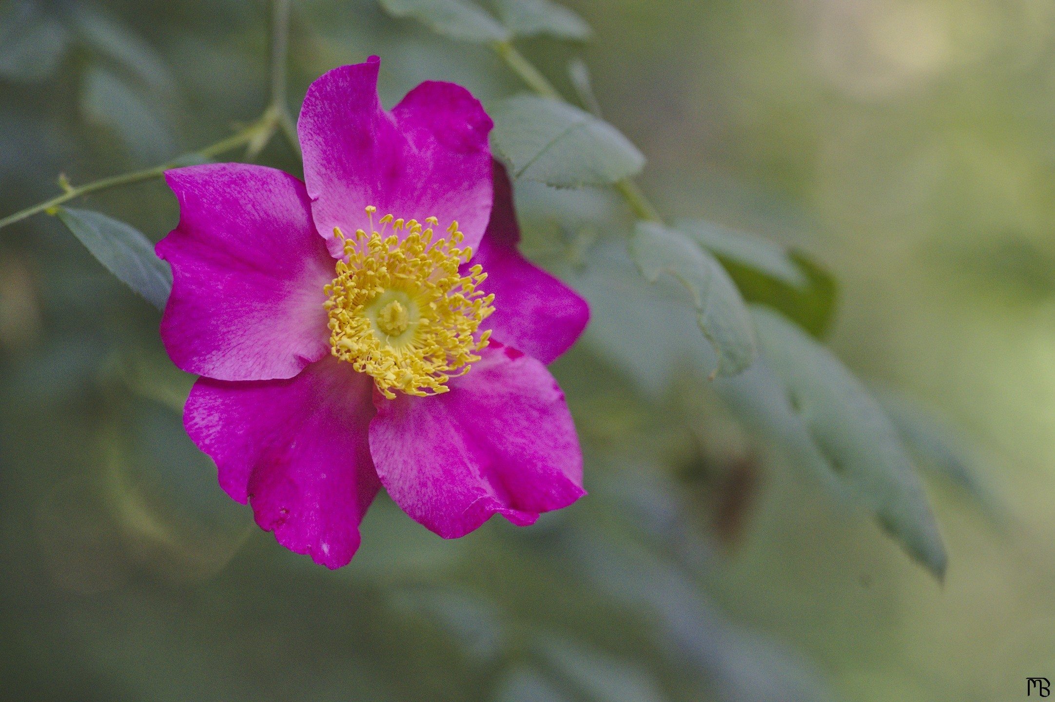 Purple and yellow flower