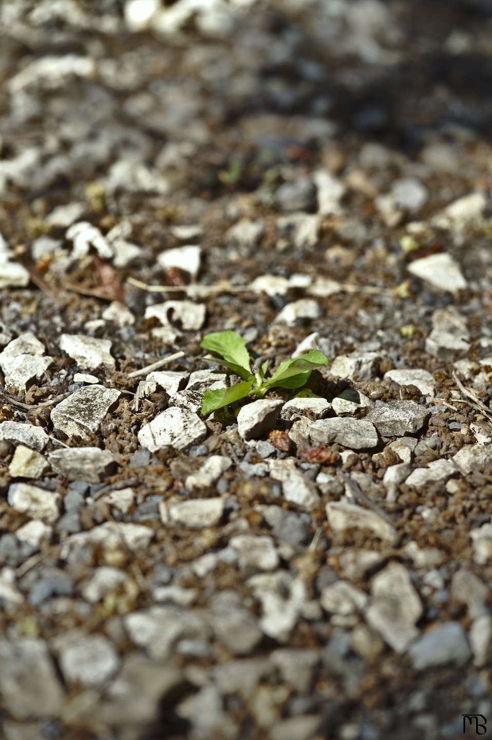 Little plant growing out of rocky dirt