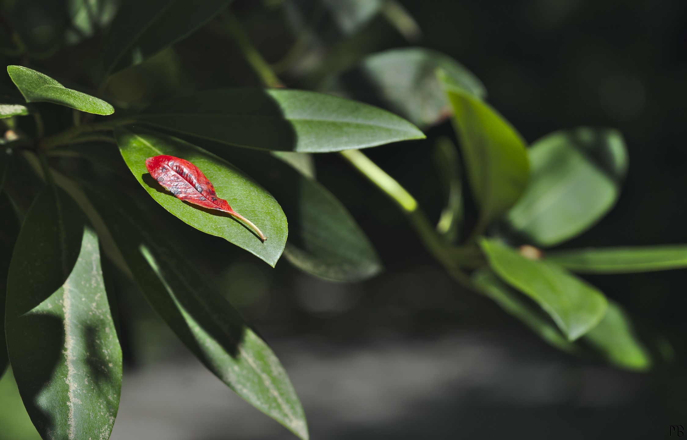 Red leaf on green leaf