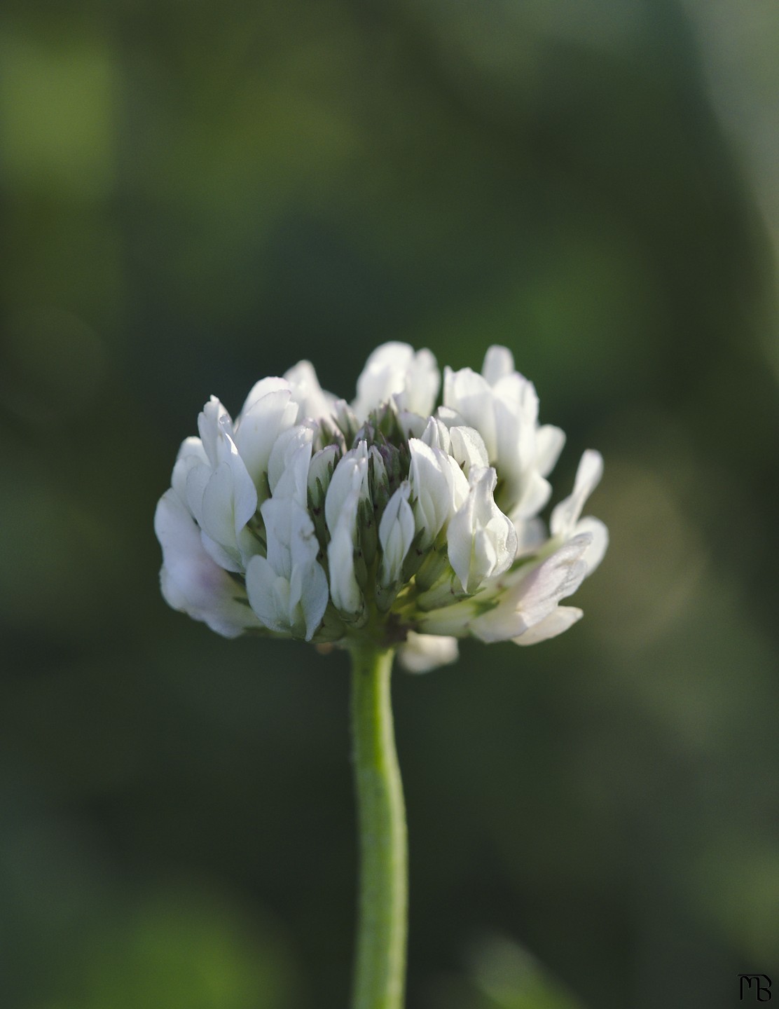 White flower