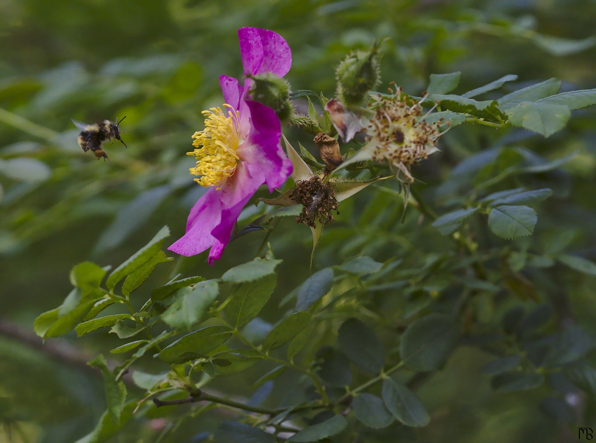 Bee landing on purple flower