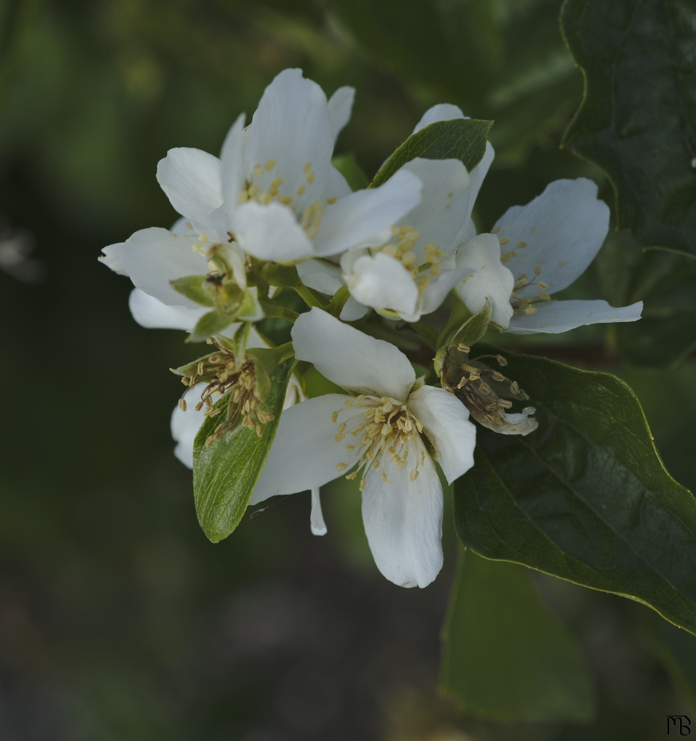 White flowers in shadow