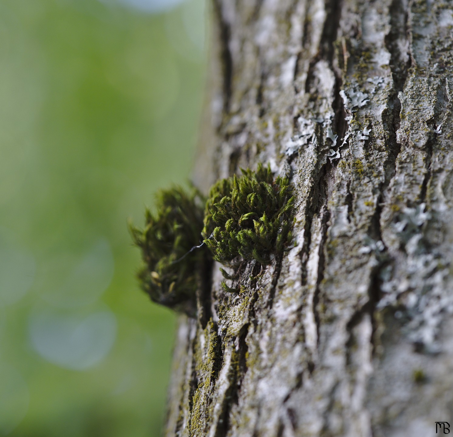 Moss growing on tree