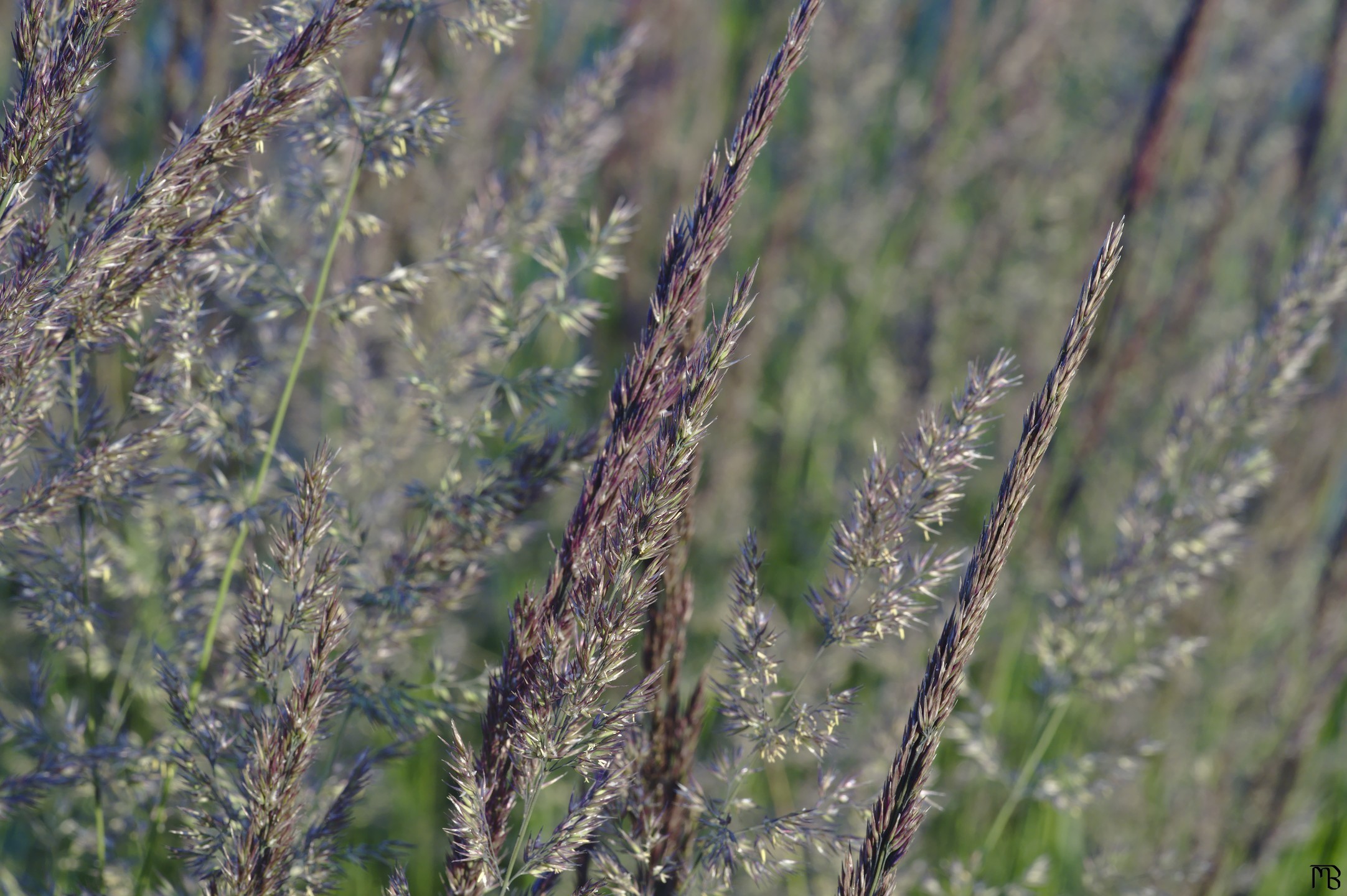 Purple plants in field