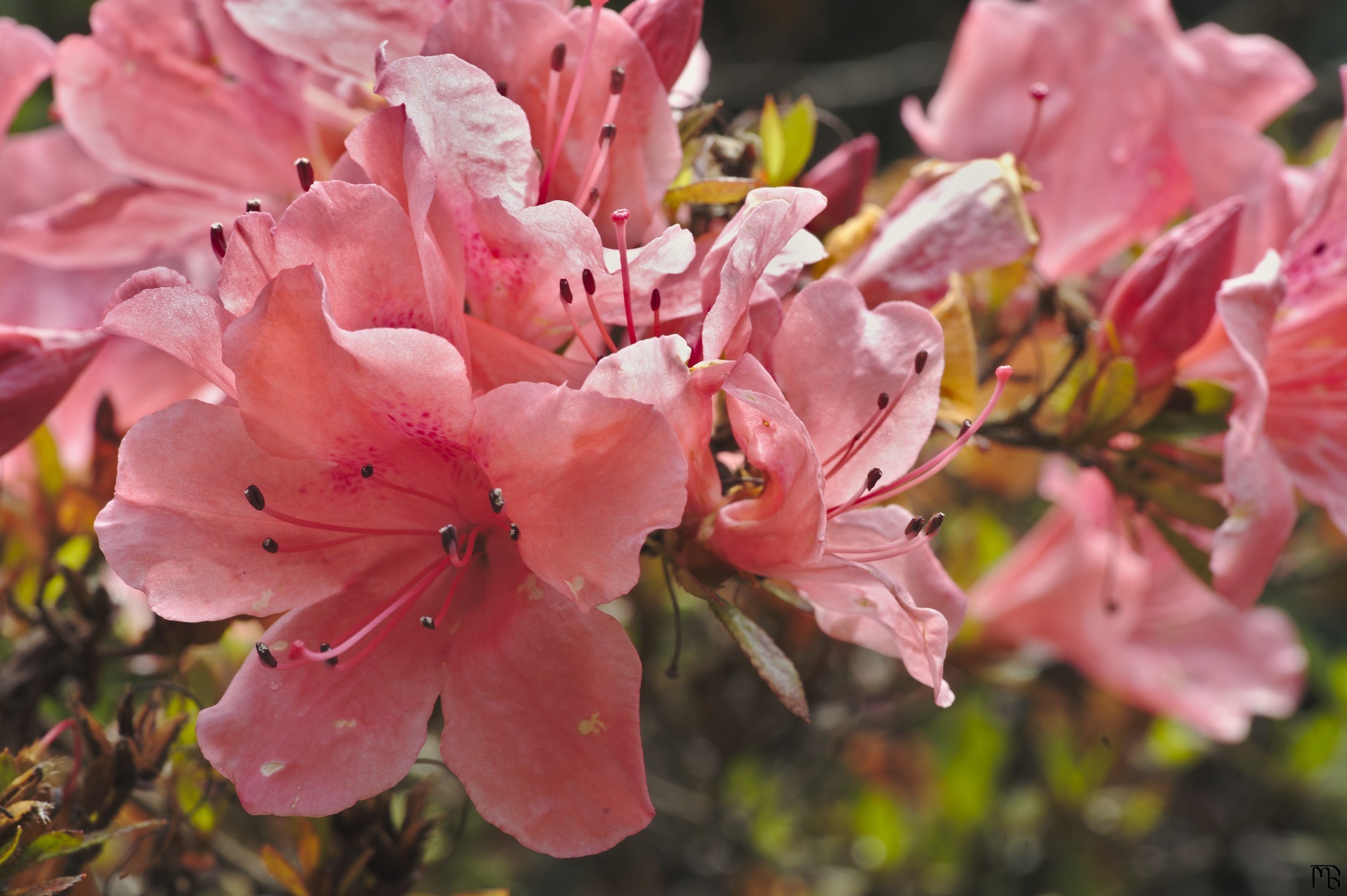 Bundle of pink flowers