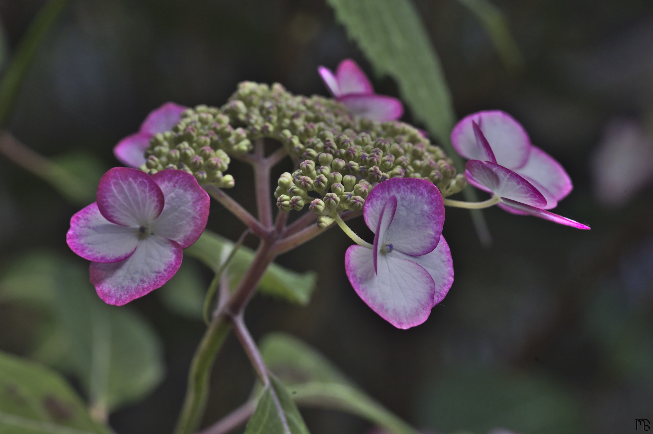 Purple and green flower