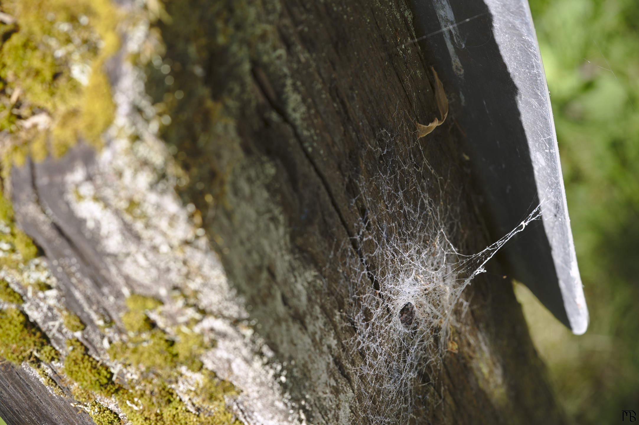 Cobweb on wooden sign post