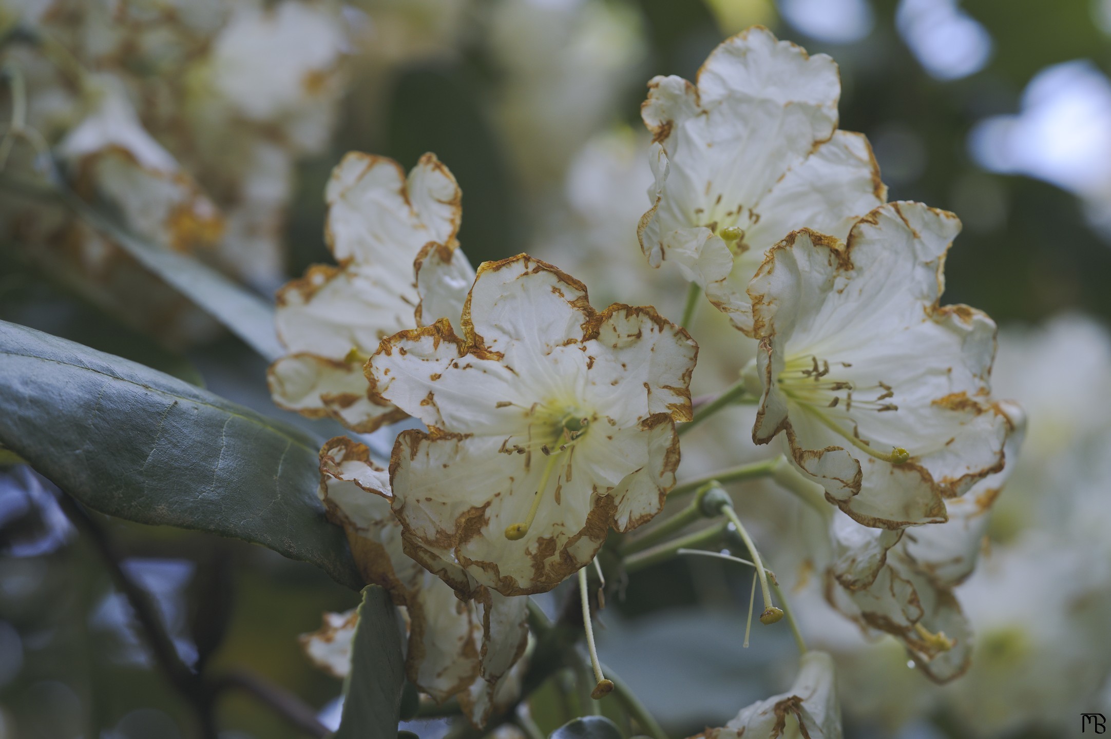 Wgite flowers in tree