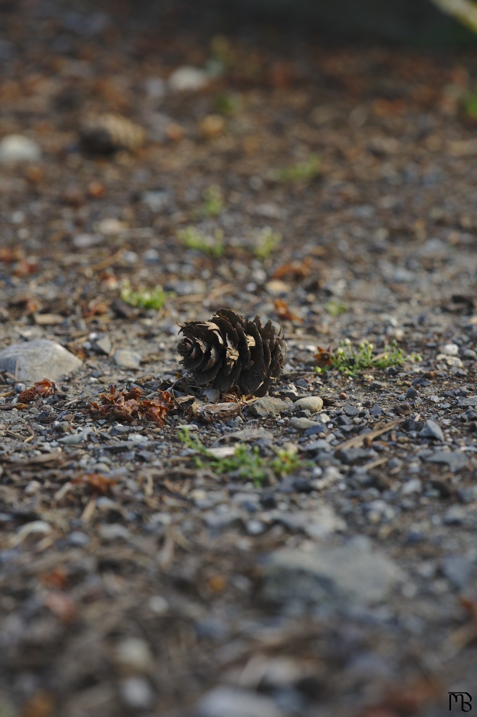 Pinecone on ground