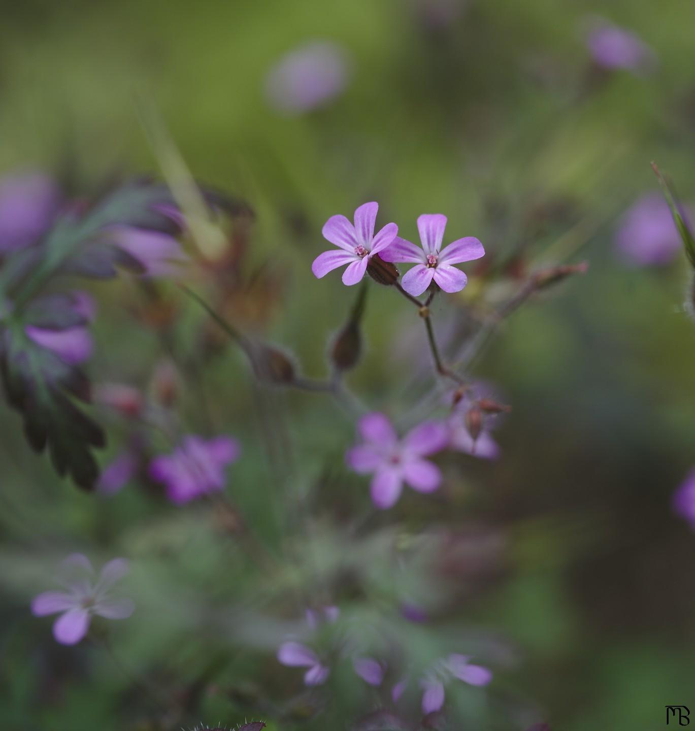 Pink flowers