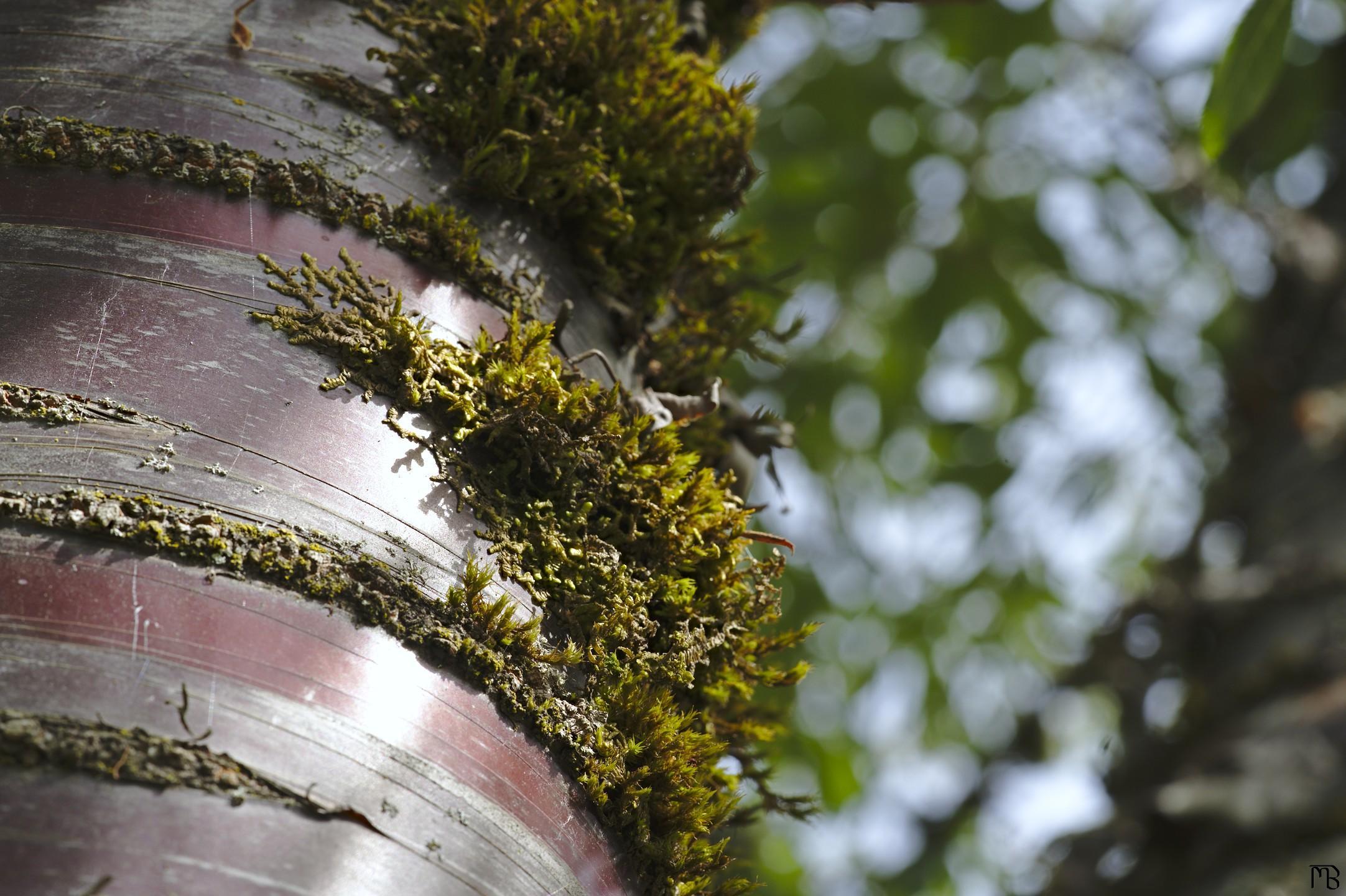 Tree with bark bands