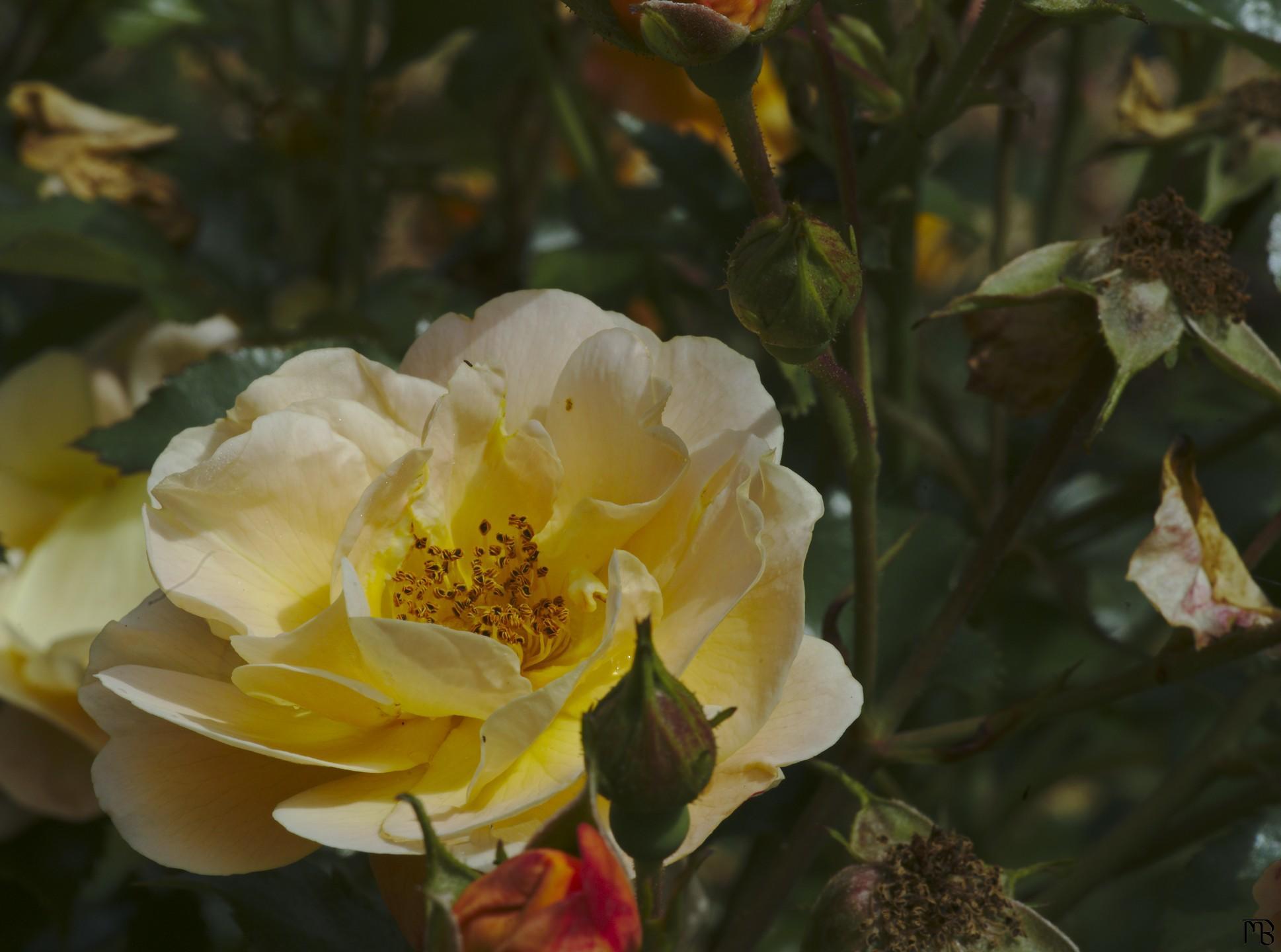 Yellow flower in garden