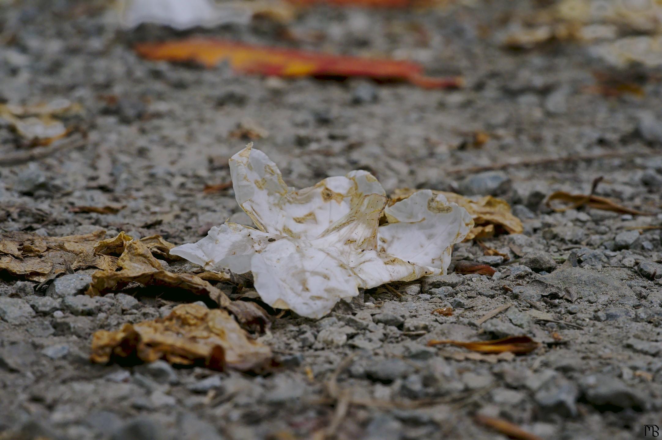 White flower on ground