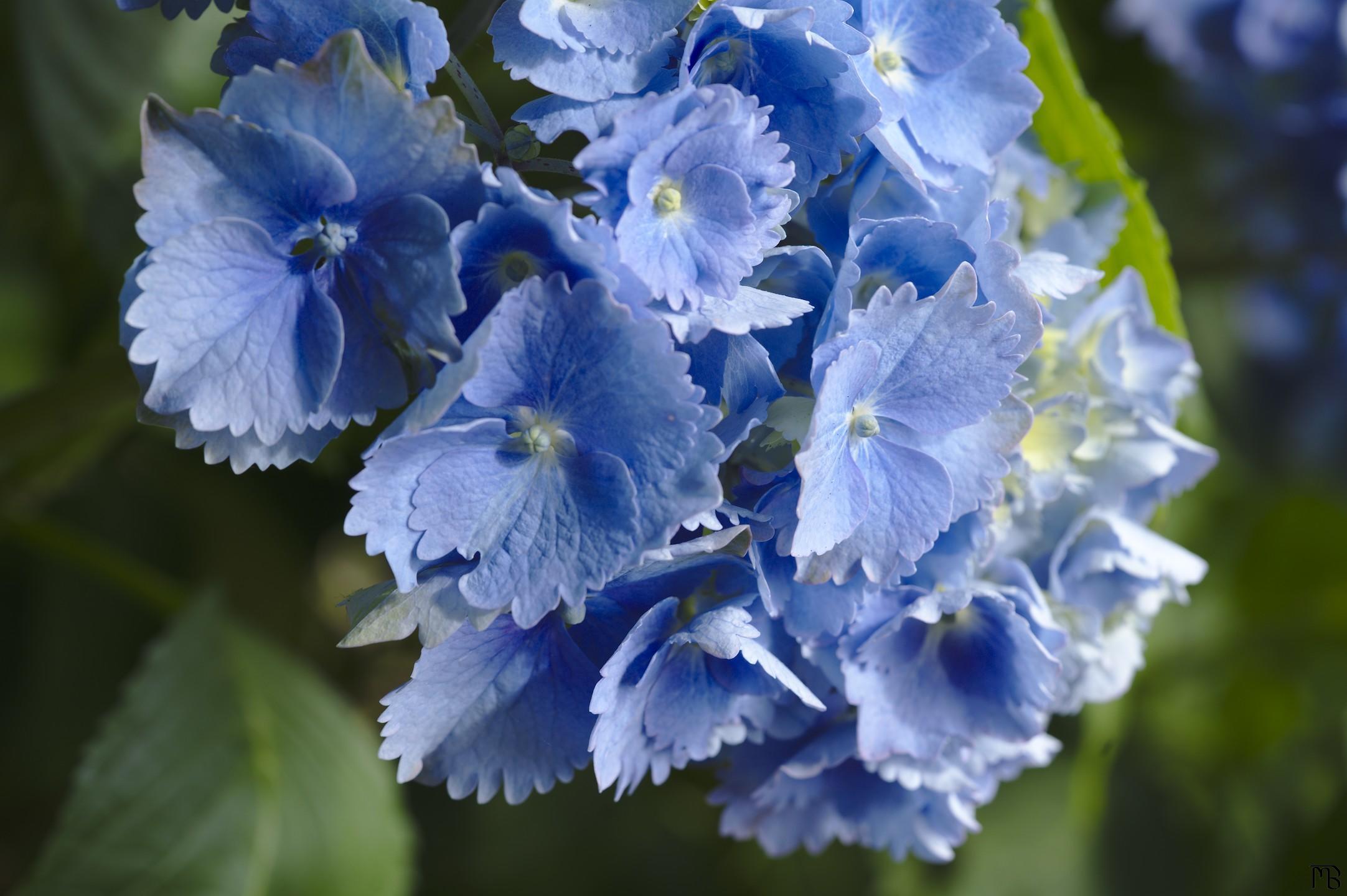 Blue flowers in bunch