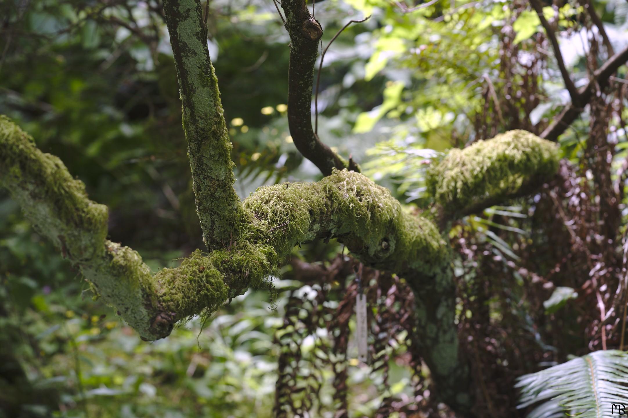 Moss covered branch