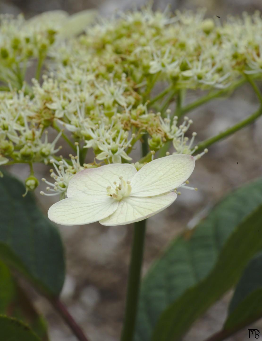 Pale yellow flower near green ones