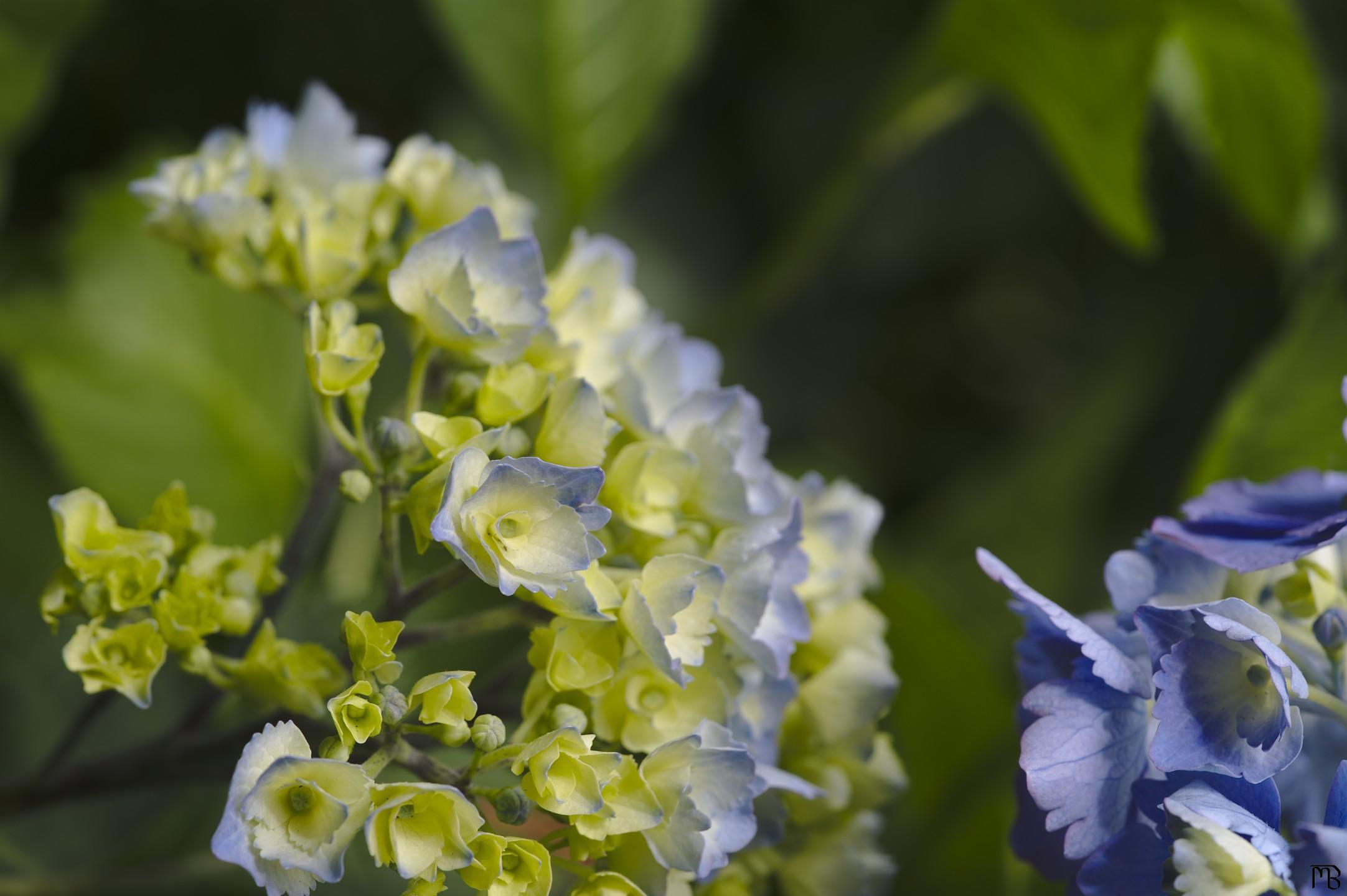 Bunch of purple and yellow flowers