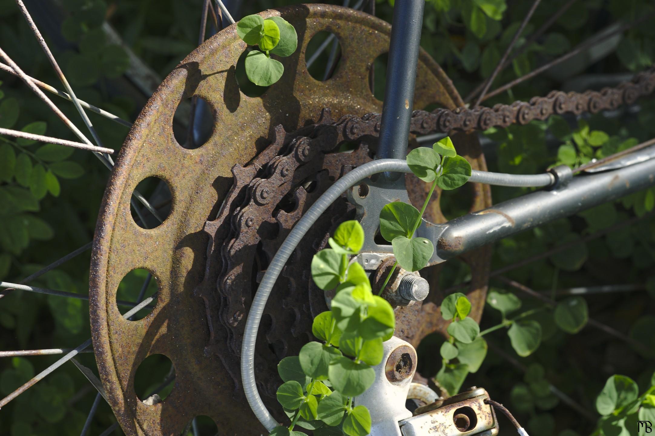 Rusty bike wheel and chain