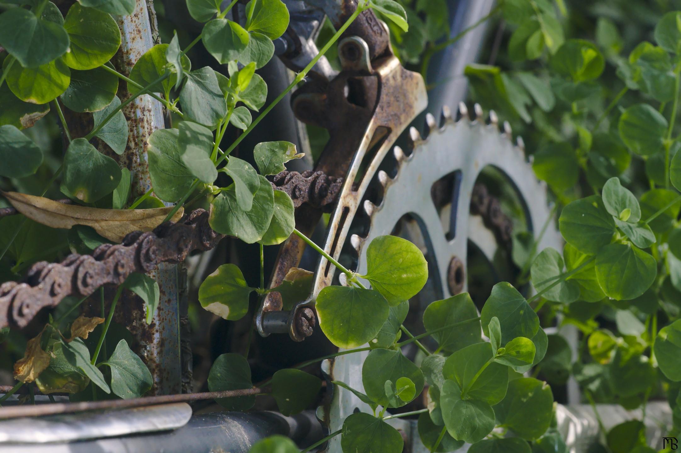 Bike chain and gear in vines