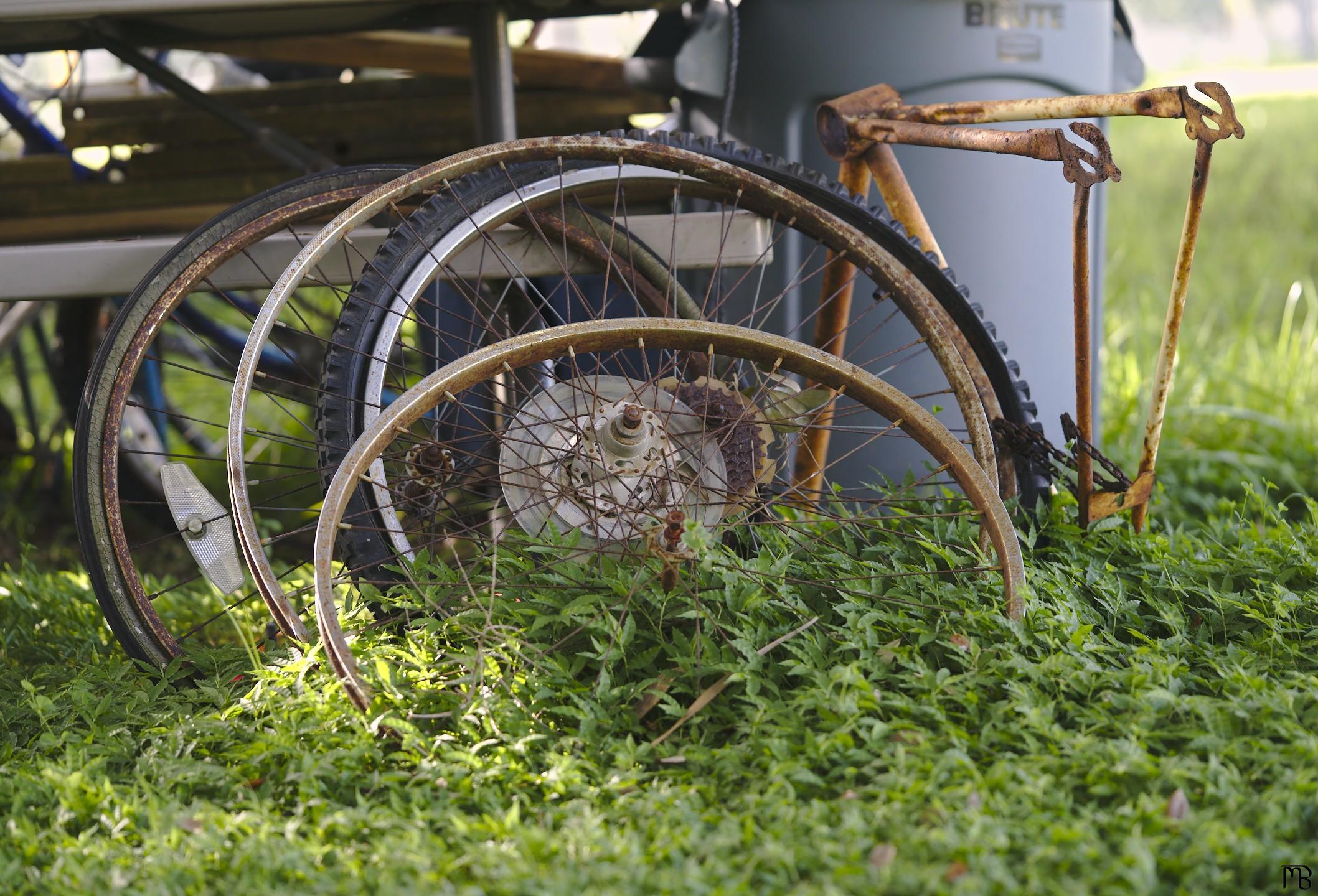 Bike wheels in weeds