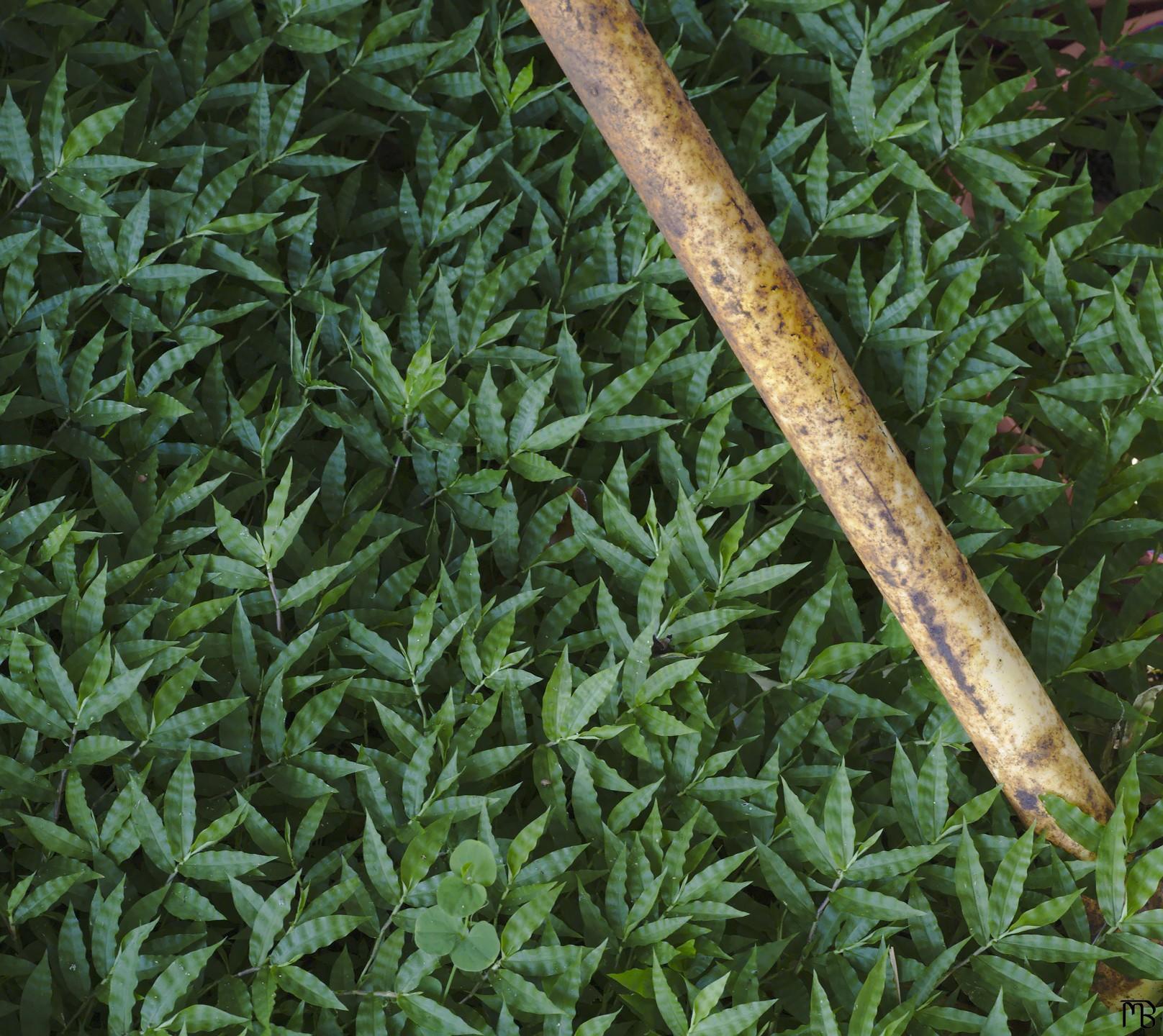 Weeds with a rusty bar