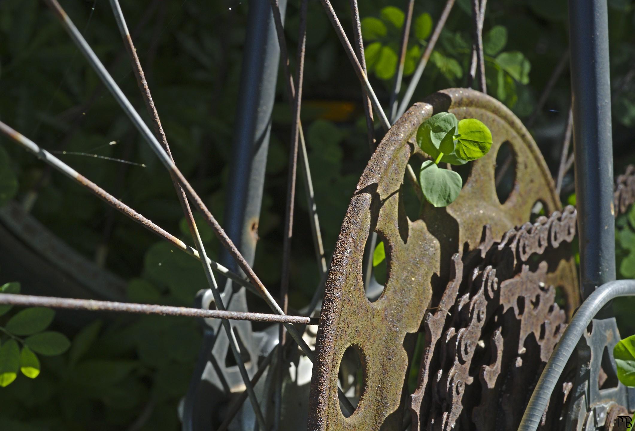 Plant growing through bike gearing