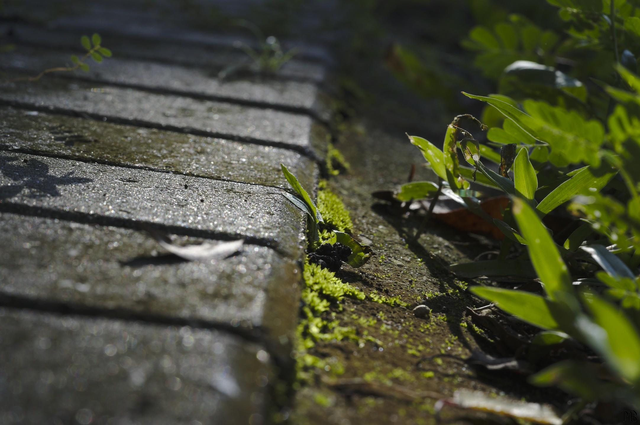 Plant growing next to bricks