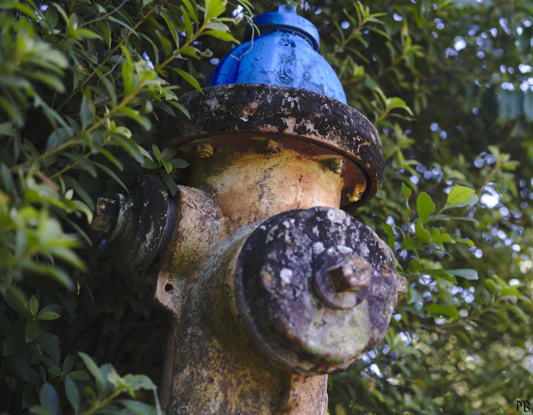 Rusty fire hydrant in bush