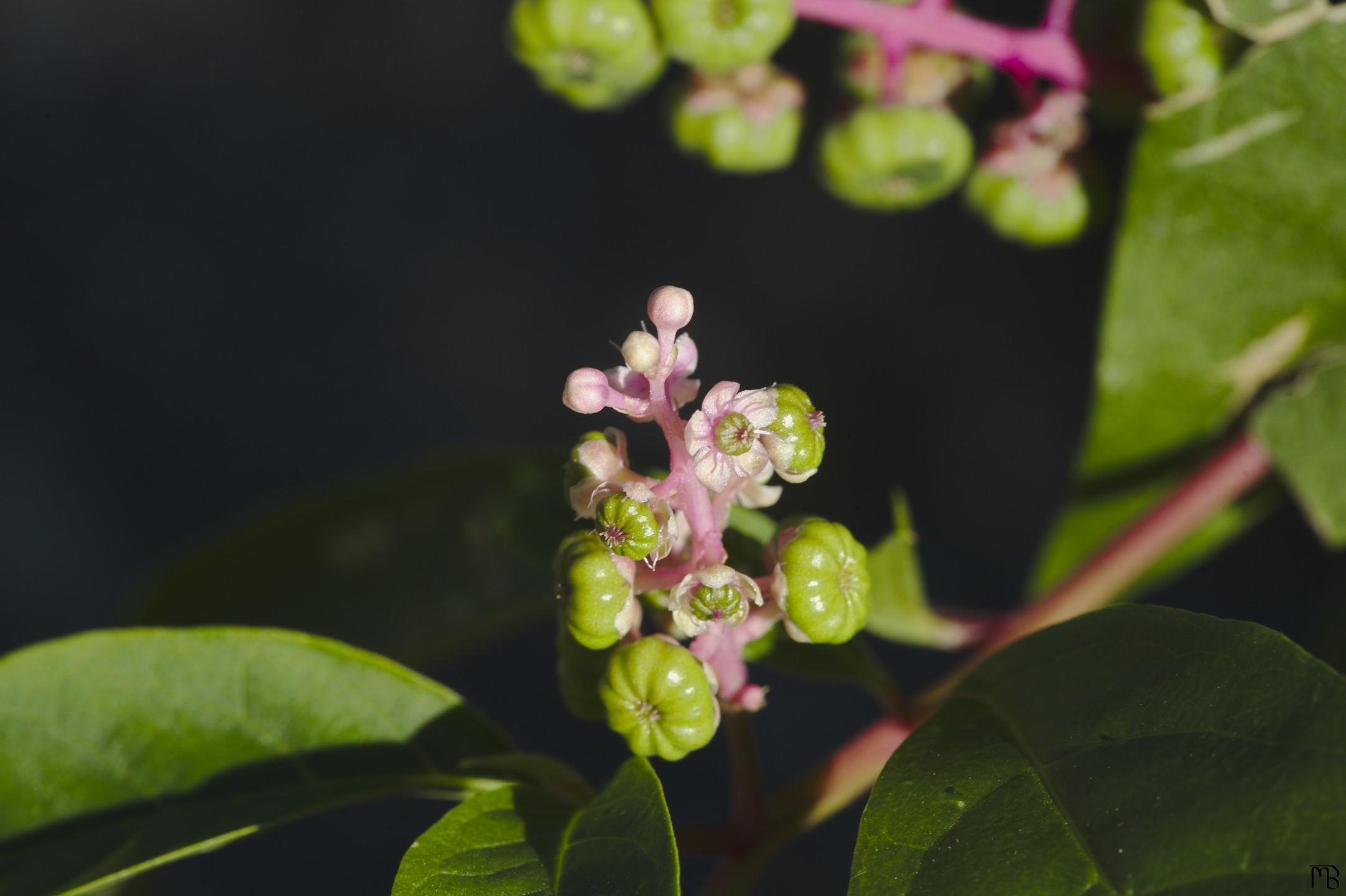 Little pink buds