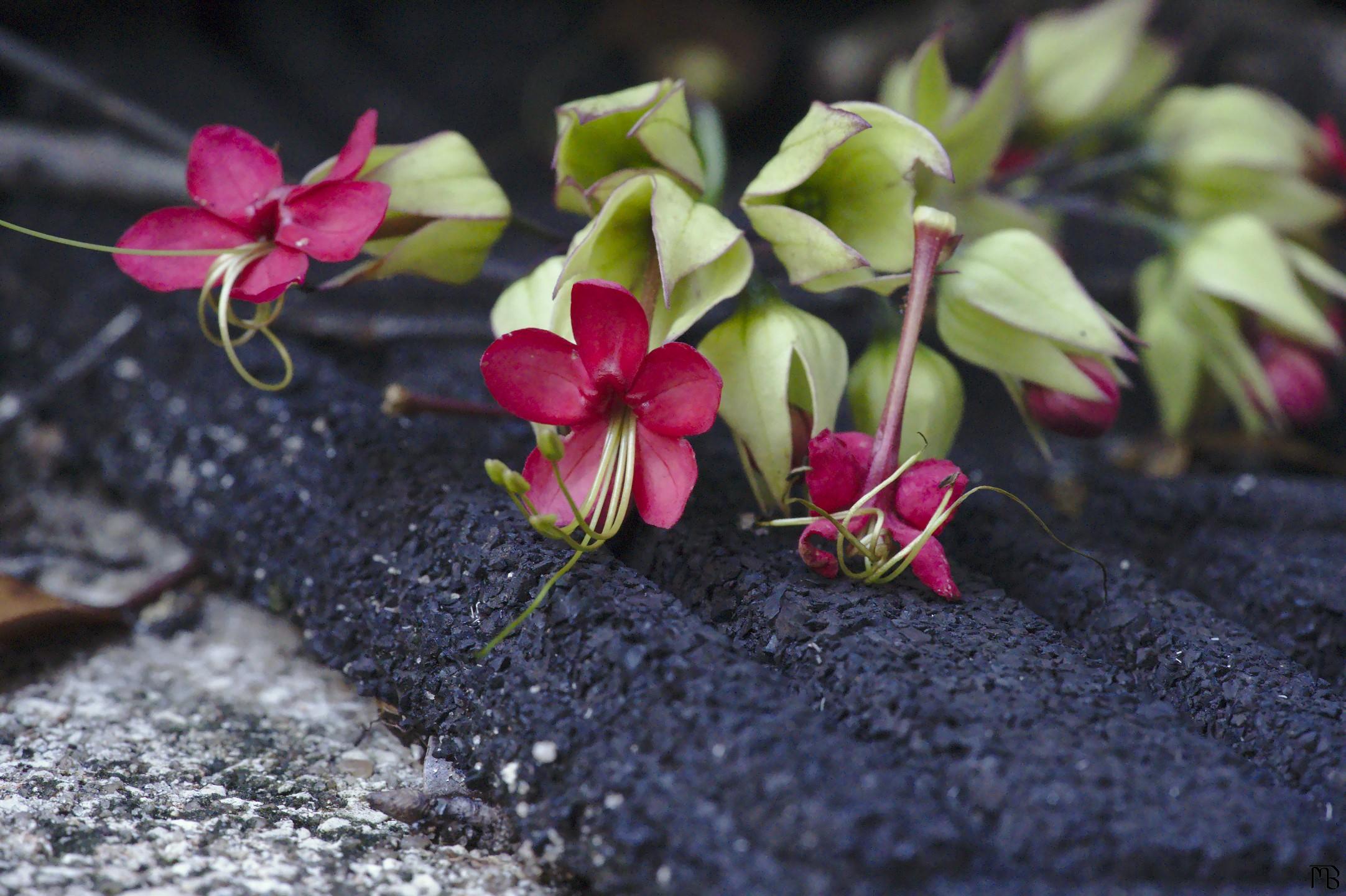 Red flowers on black mat