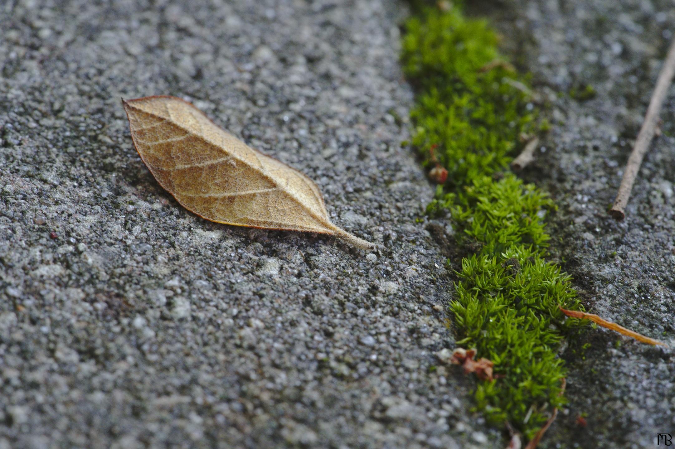 Leaf next to grass crack