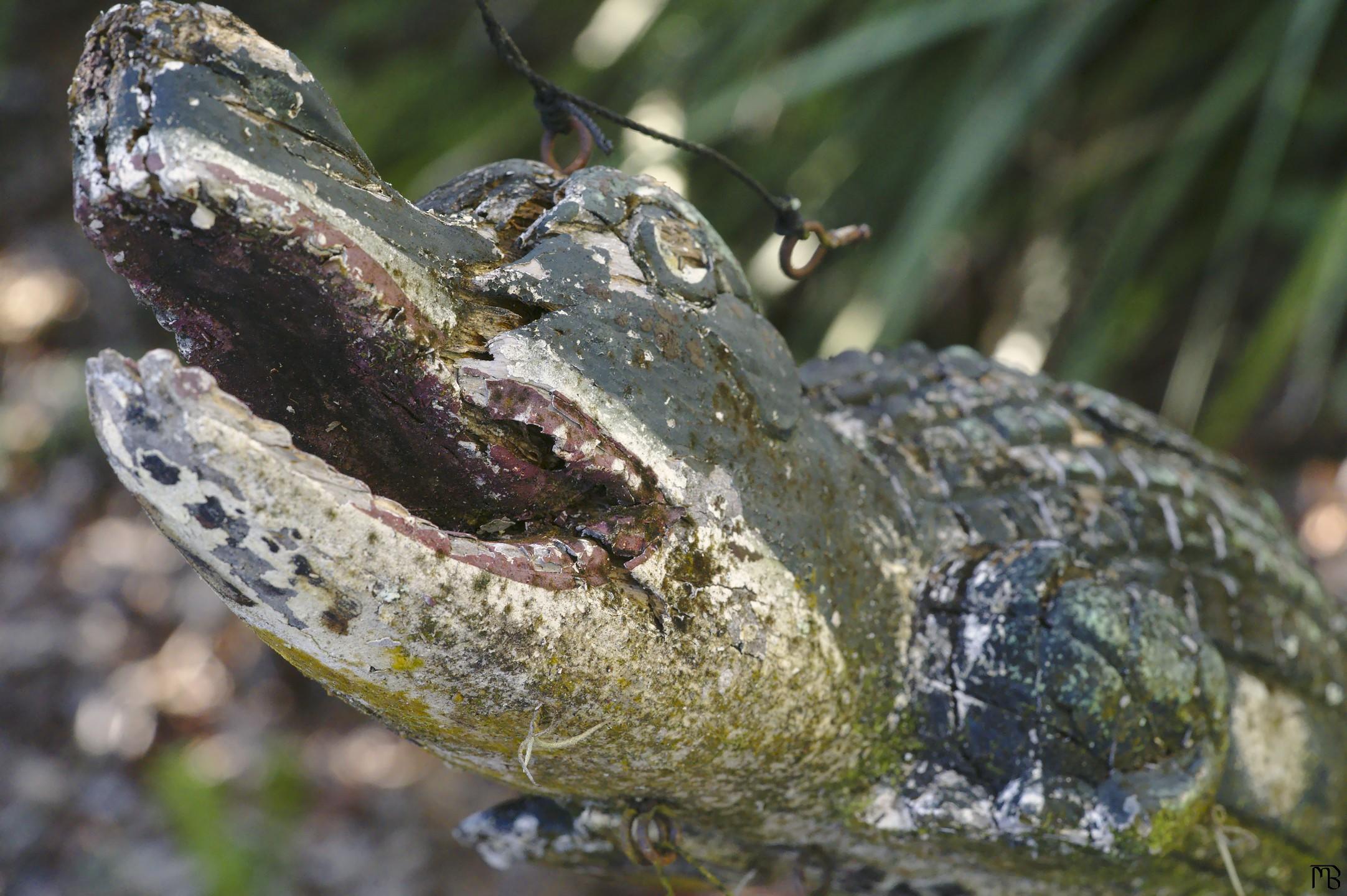 Broken wooden alligator