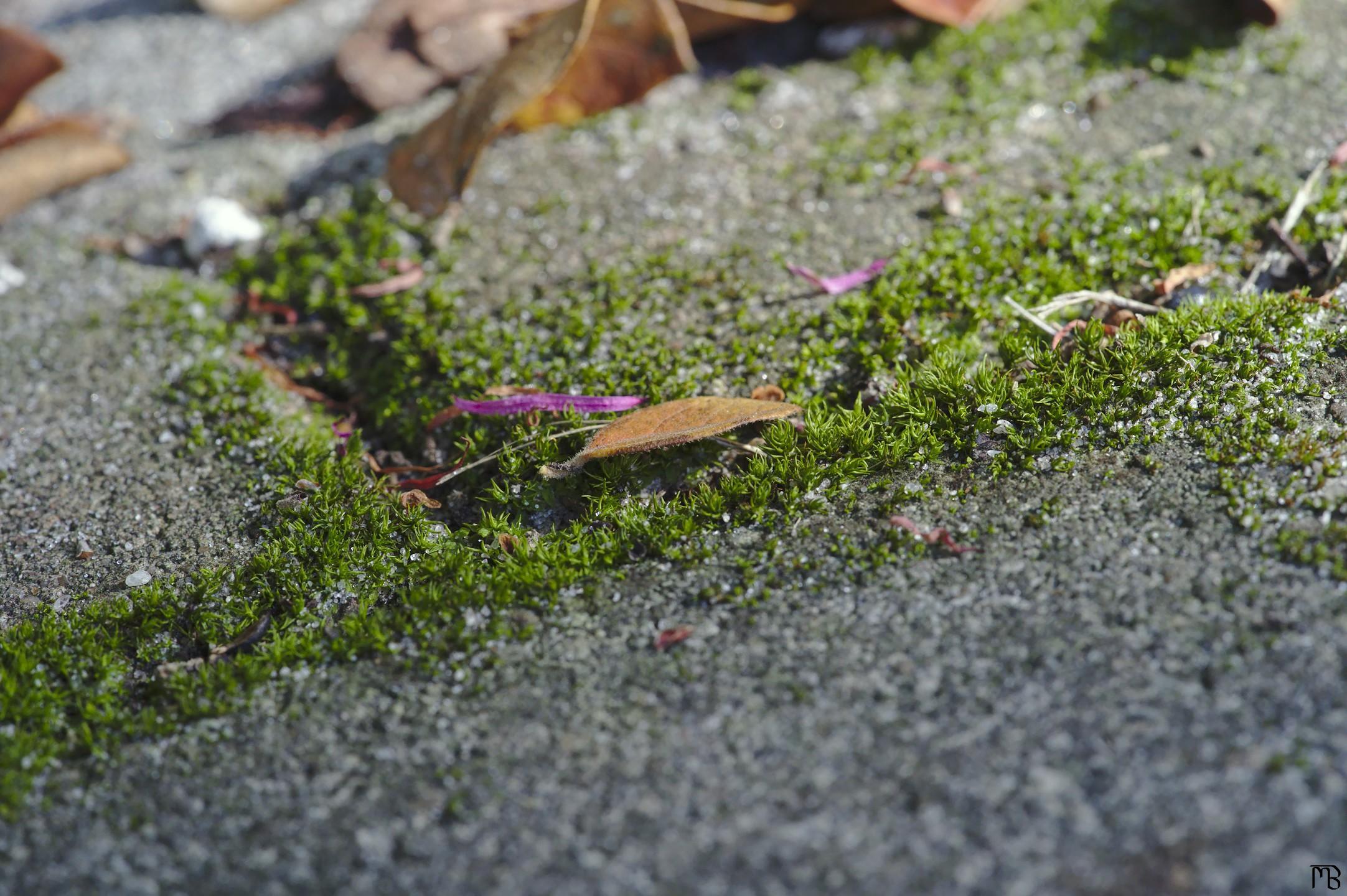 Leaf on grass crack