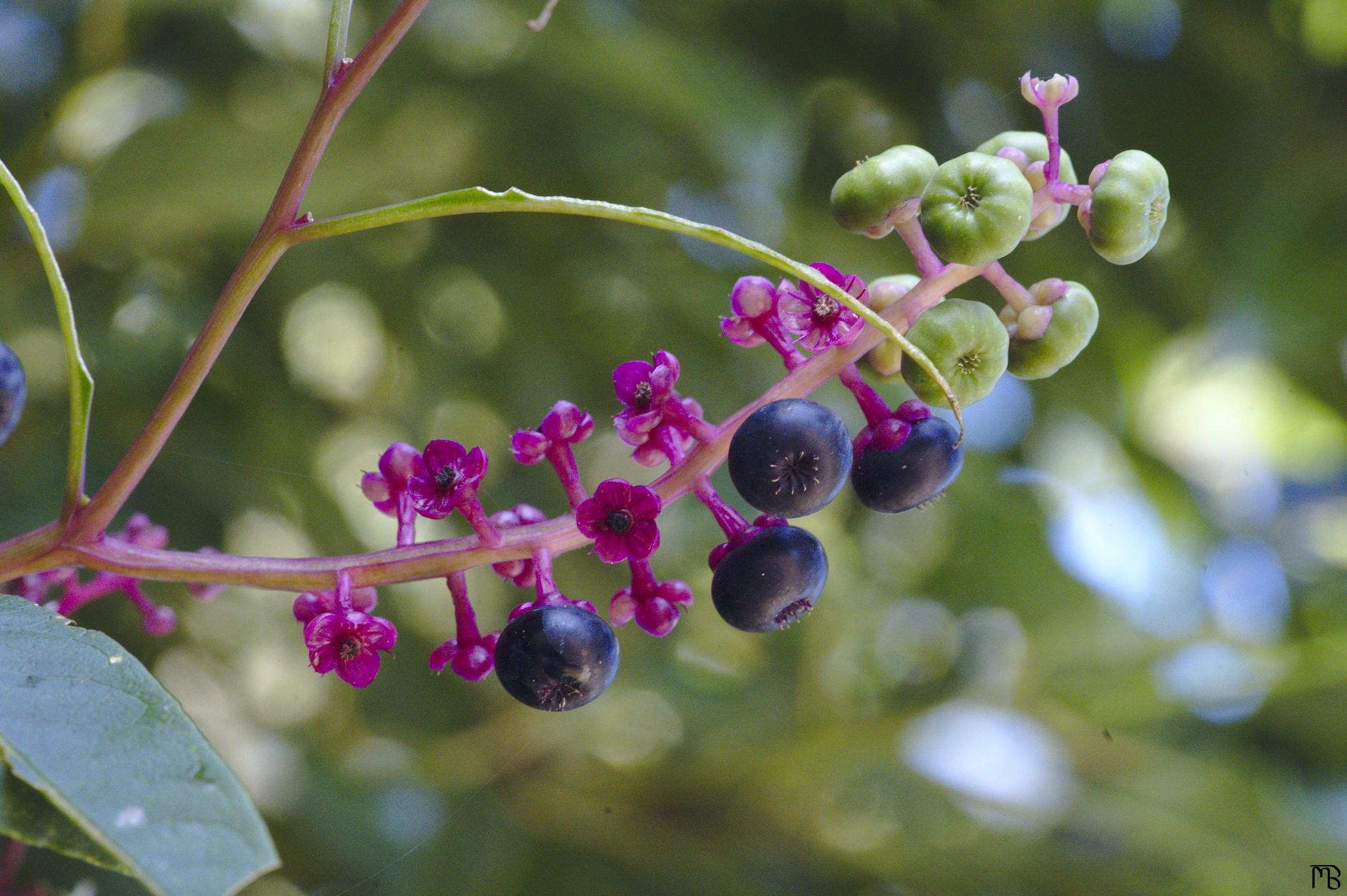 Blue and green grapes